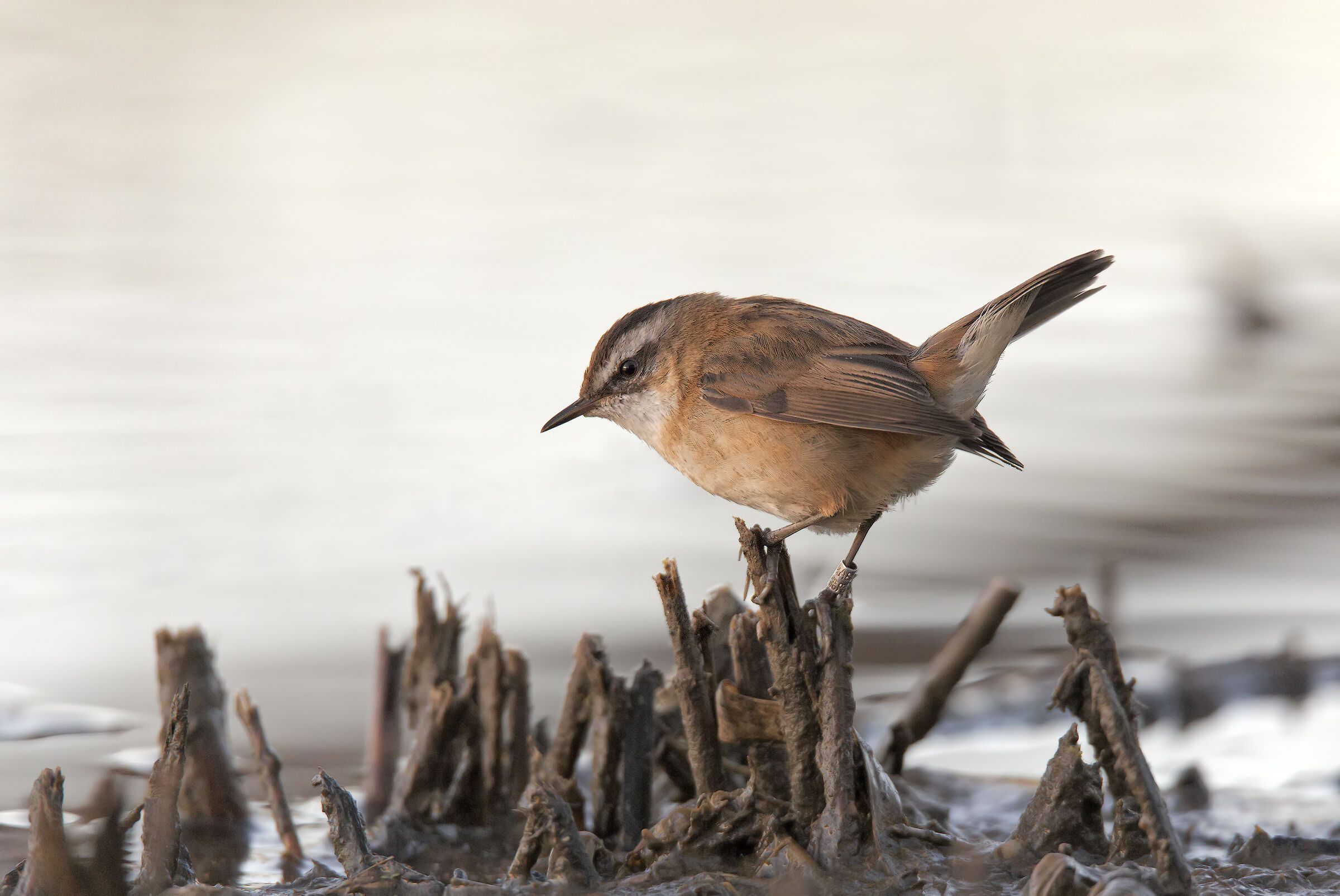 Forapaglie castagnolo