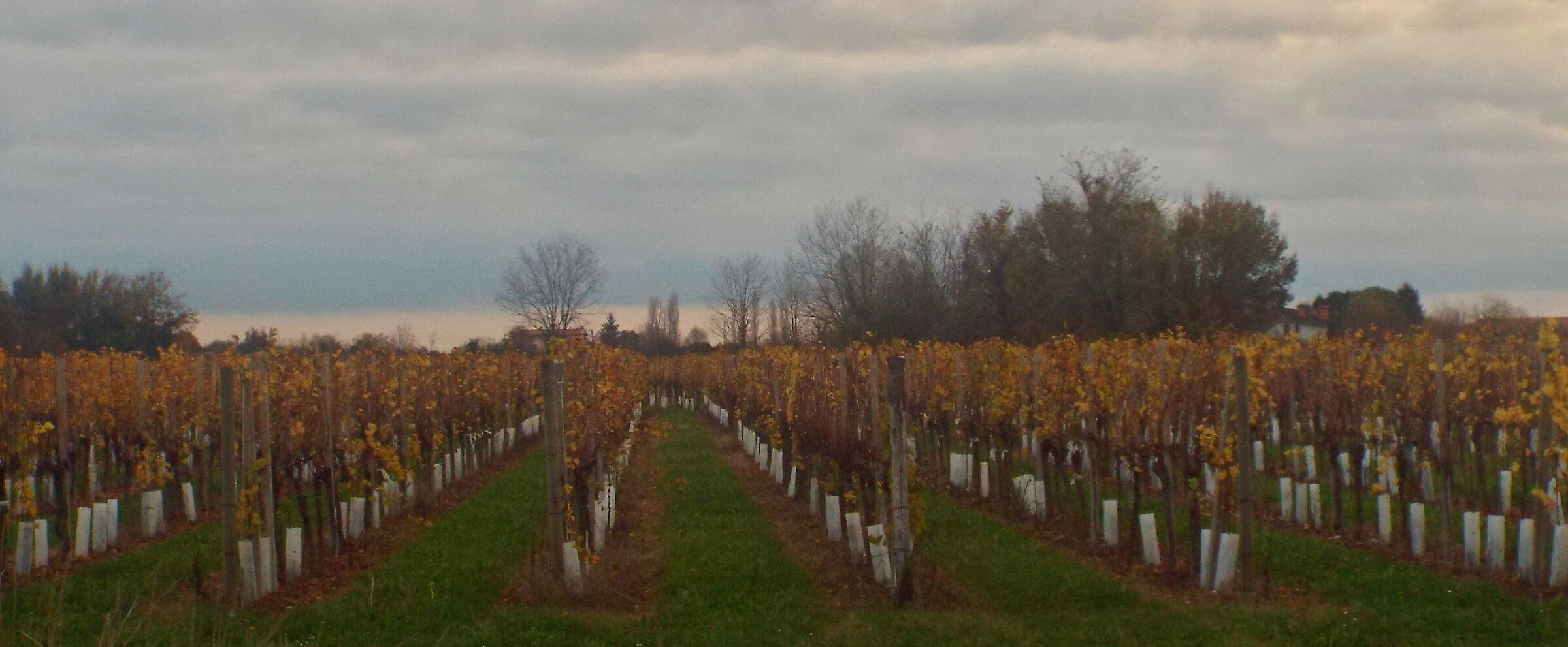 boots to the vineyards