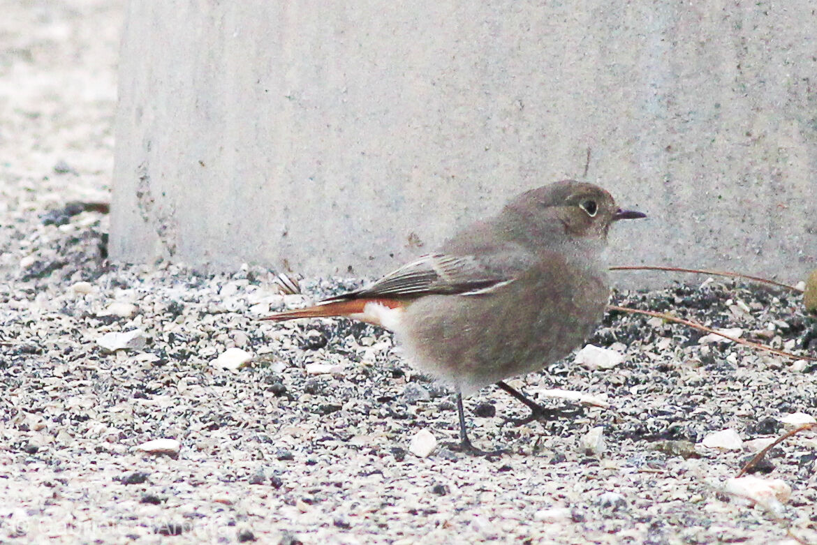 codirosso chimney sweep