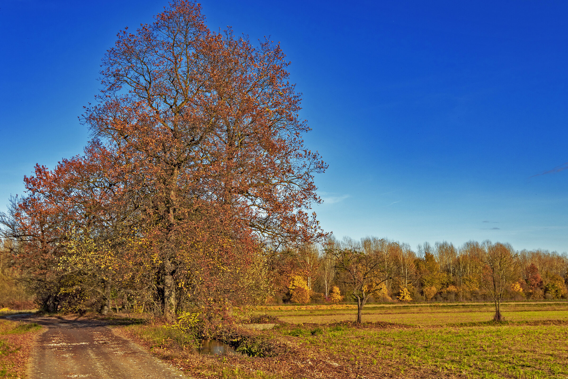 Cinquanta sfumature di rosso