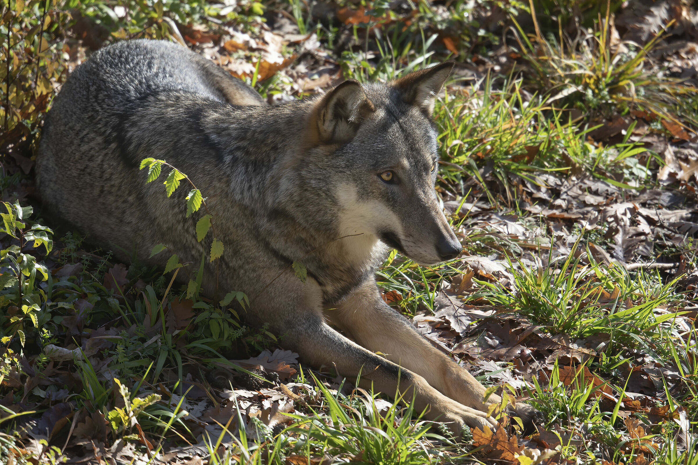 wolves in Civitella Alfedena