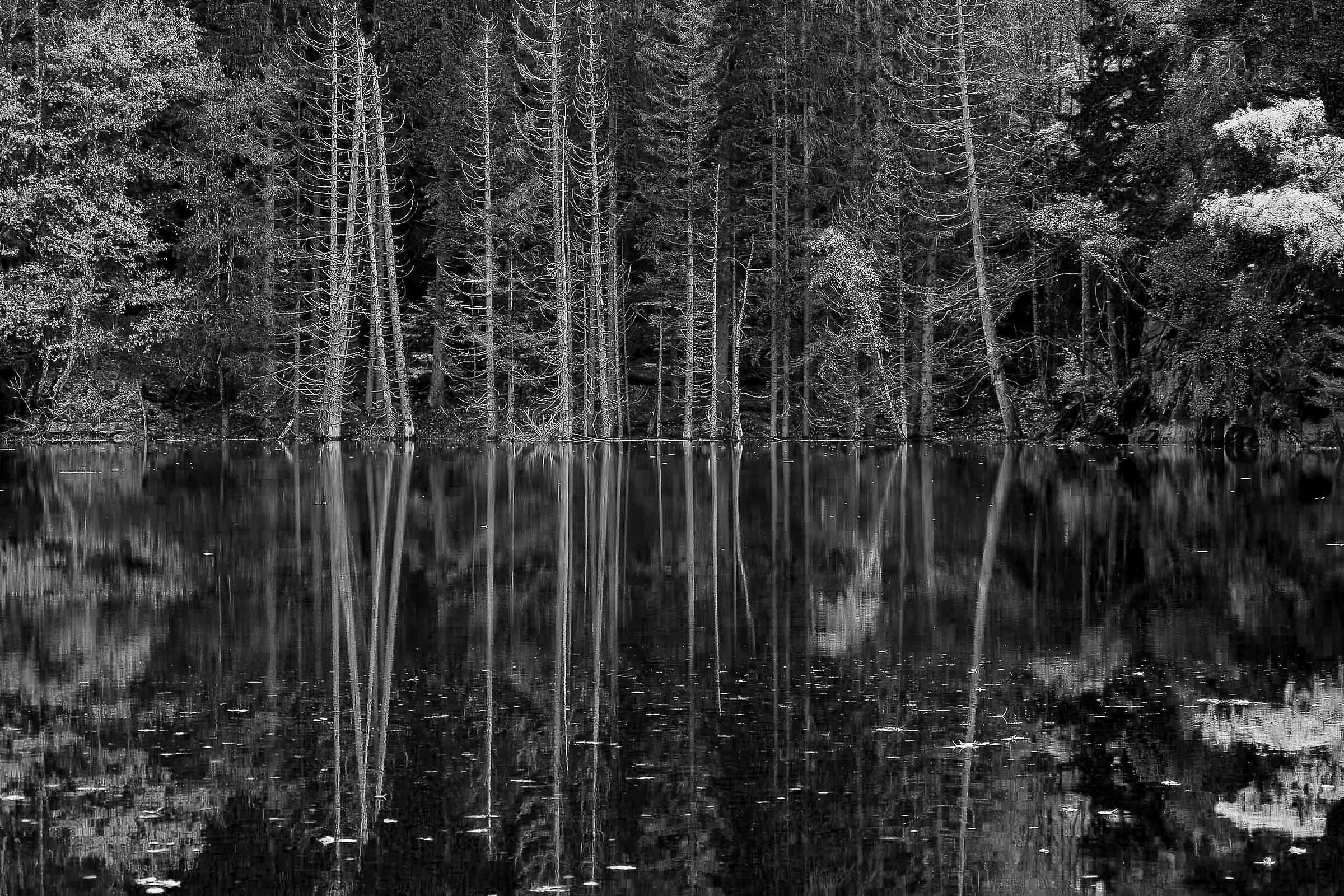 ReflexES IN B/W