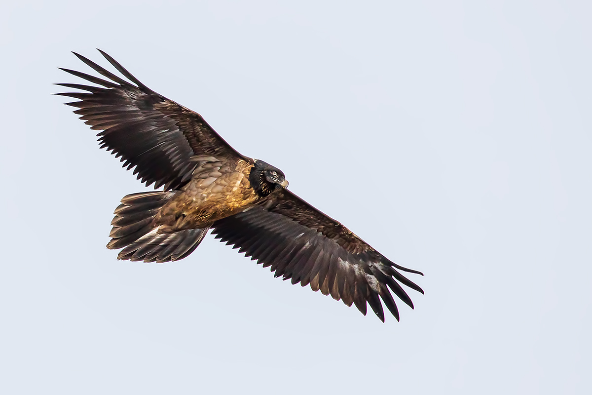 Il colosso dei cieli