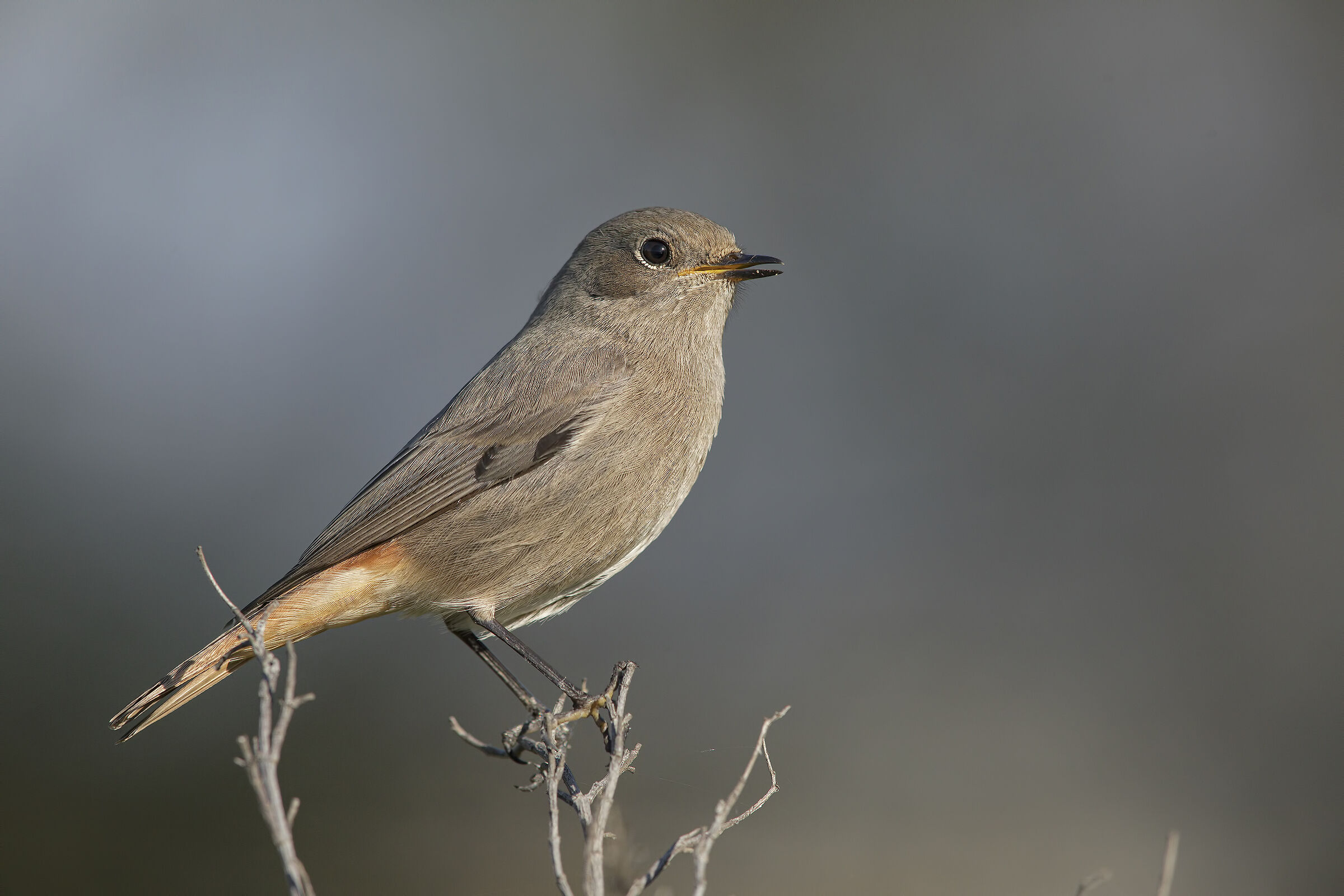 chimney-sweep (phoenicurus ochruros)
