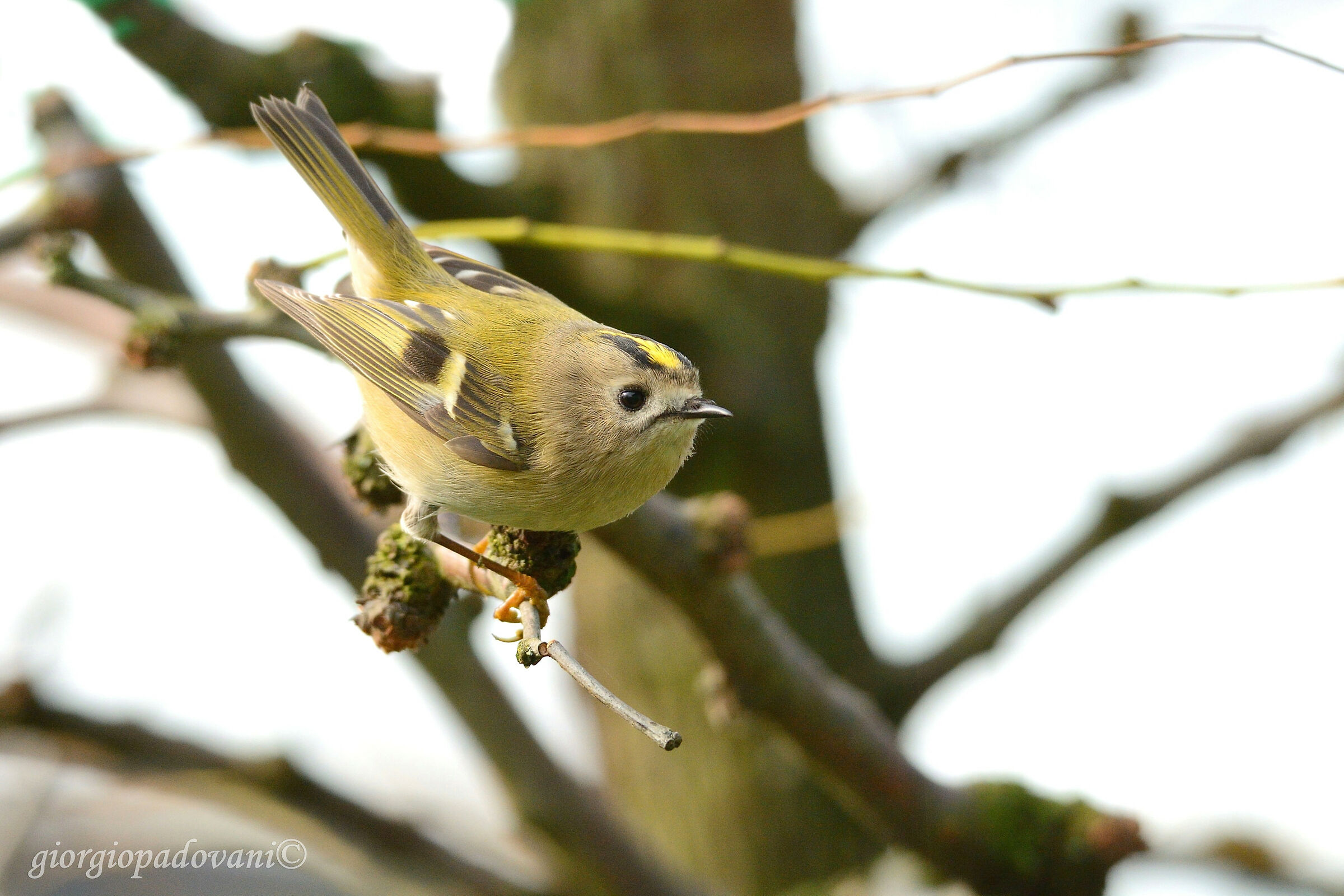 Regulus (Regulus regulus)