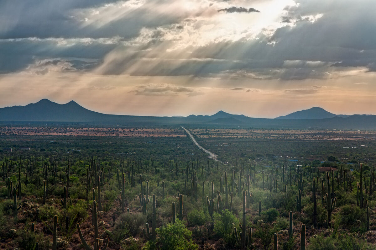 Soguaro National Park