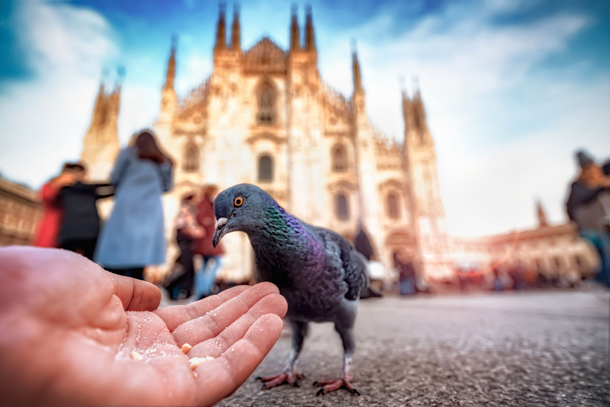 Il piccione impiccione..