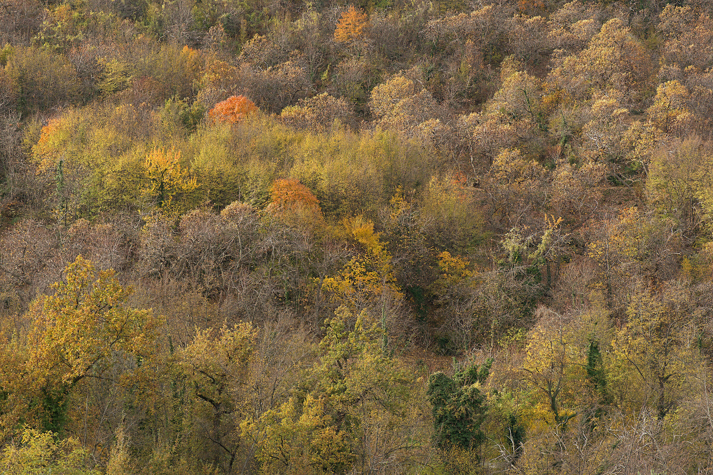 Autumn Colors