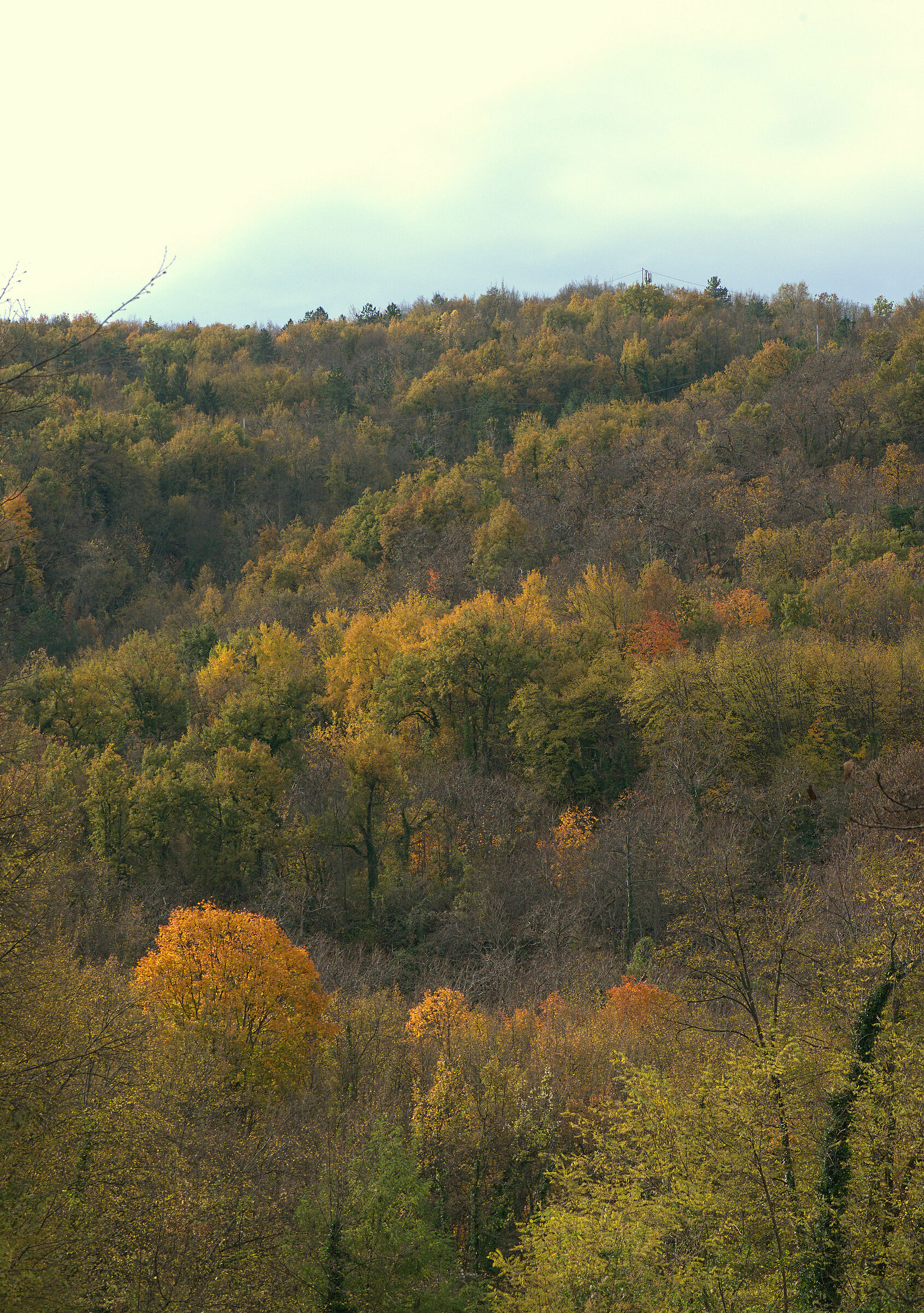 Autumn Colors