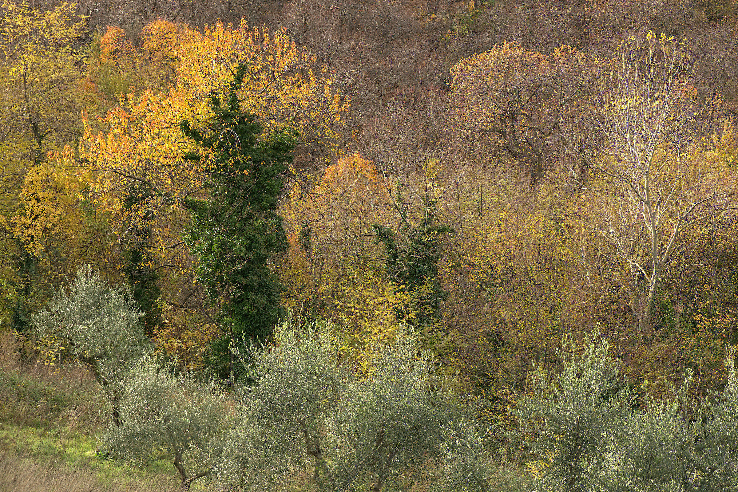 Autumn Colors