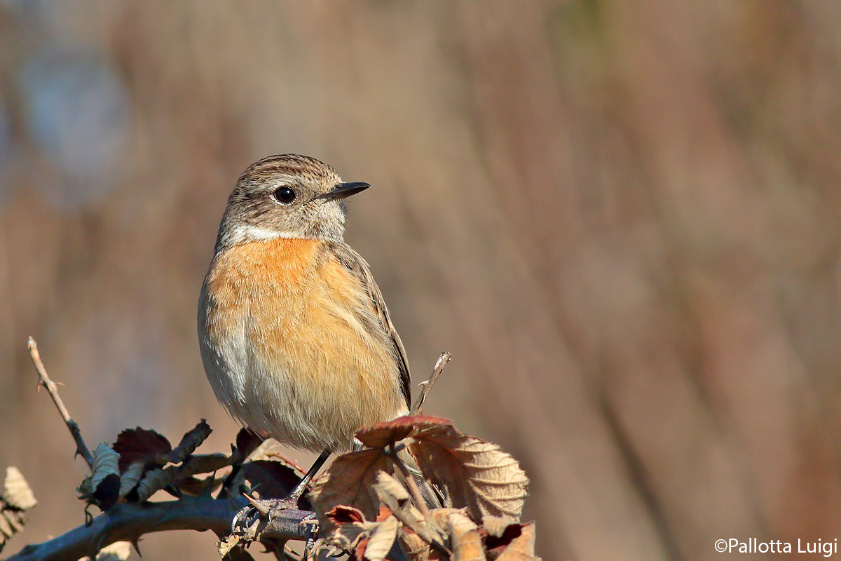Saltimpalo (Saxicola torquata)