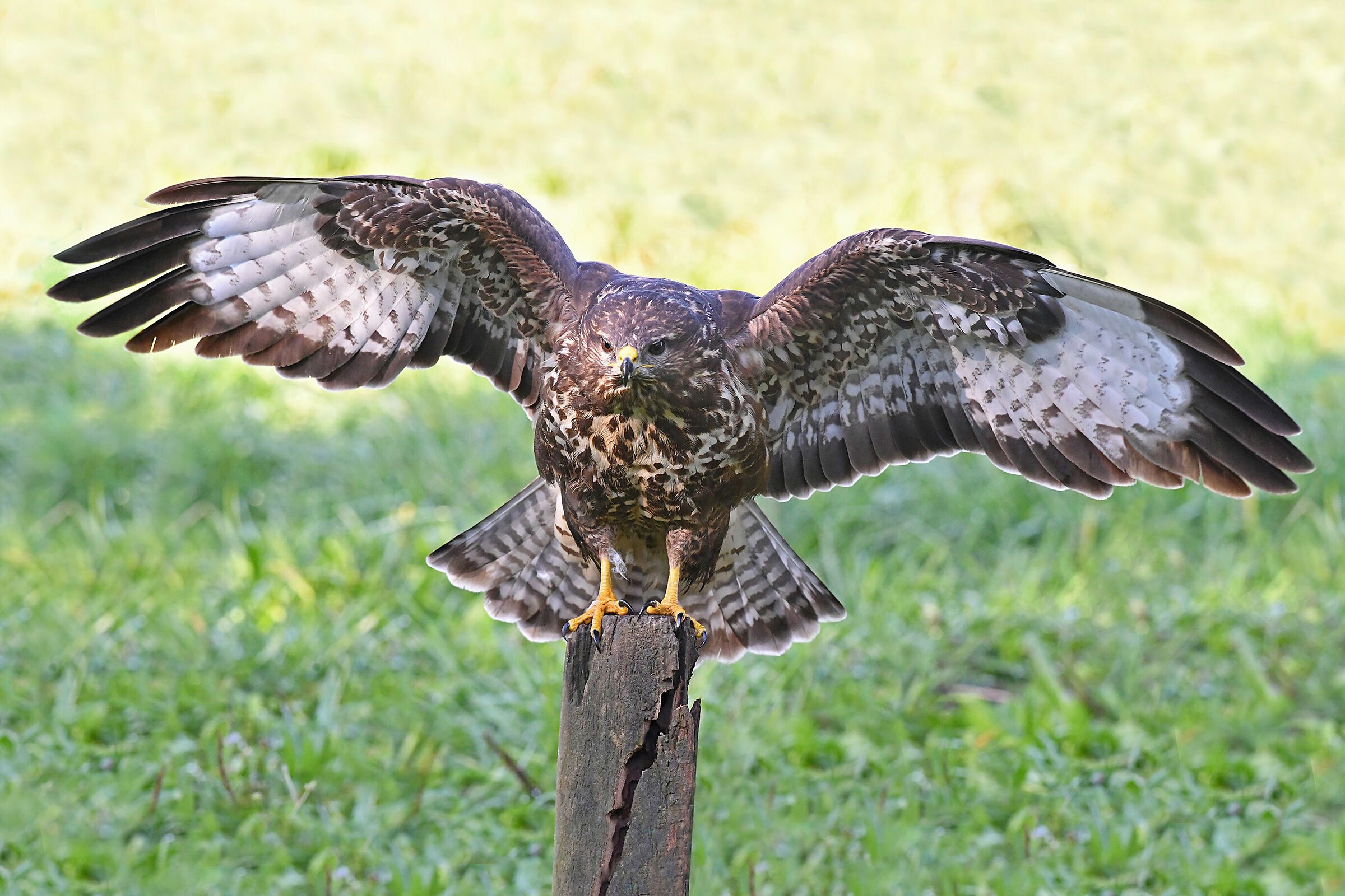 Feather Stories ( Poiana)