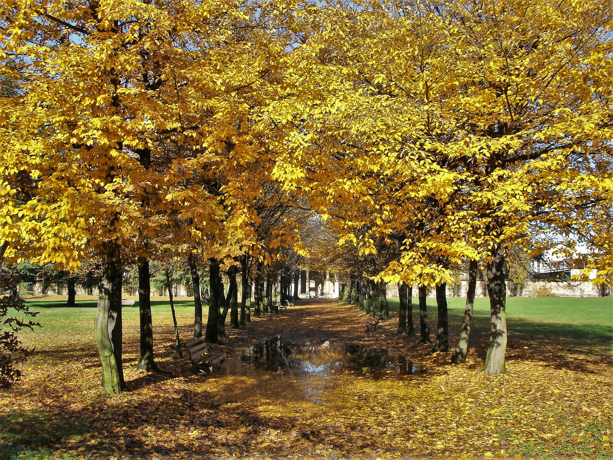 giallo oro l parco borromeo di cesano maderno