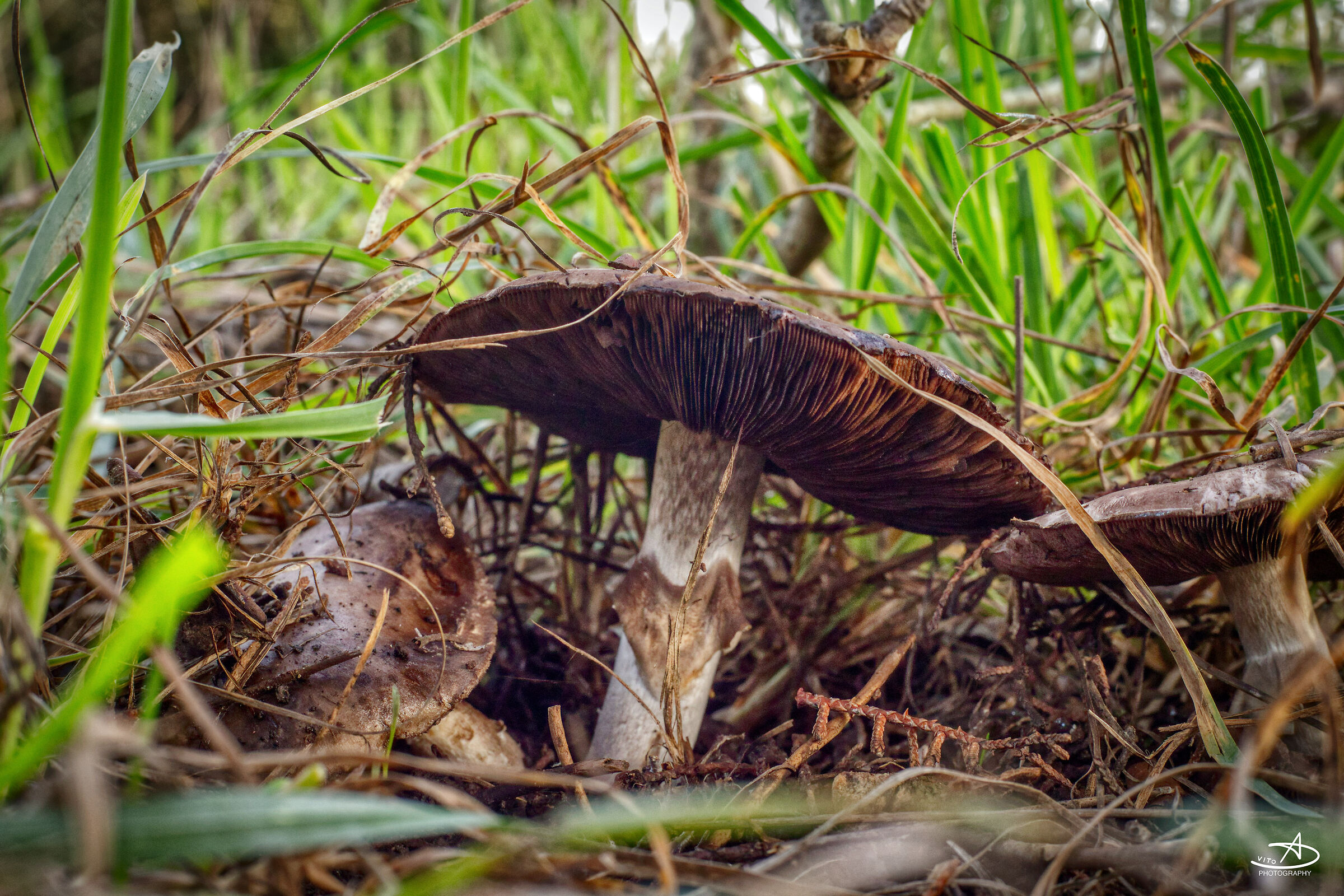 Mushroom