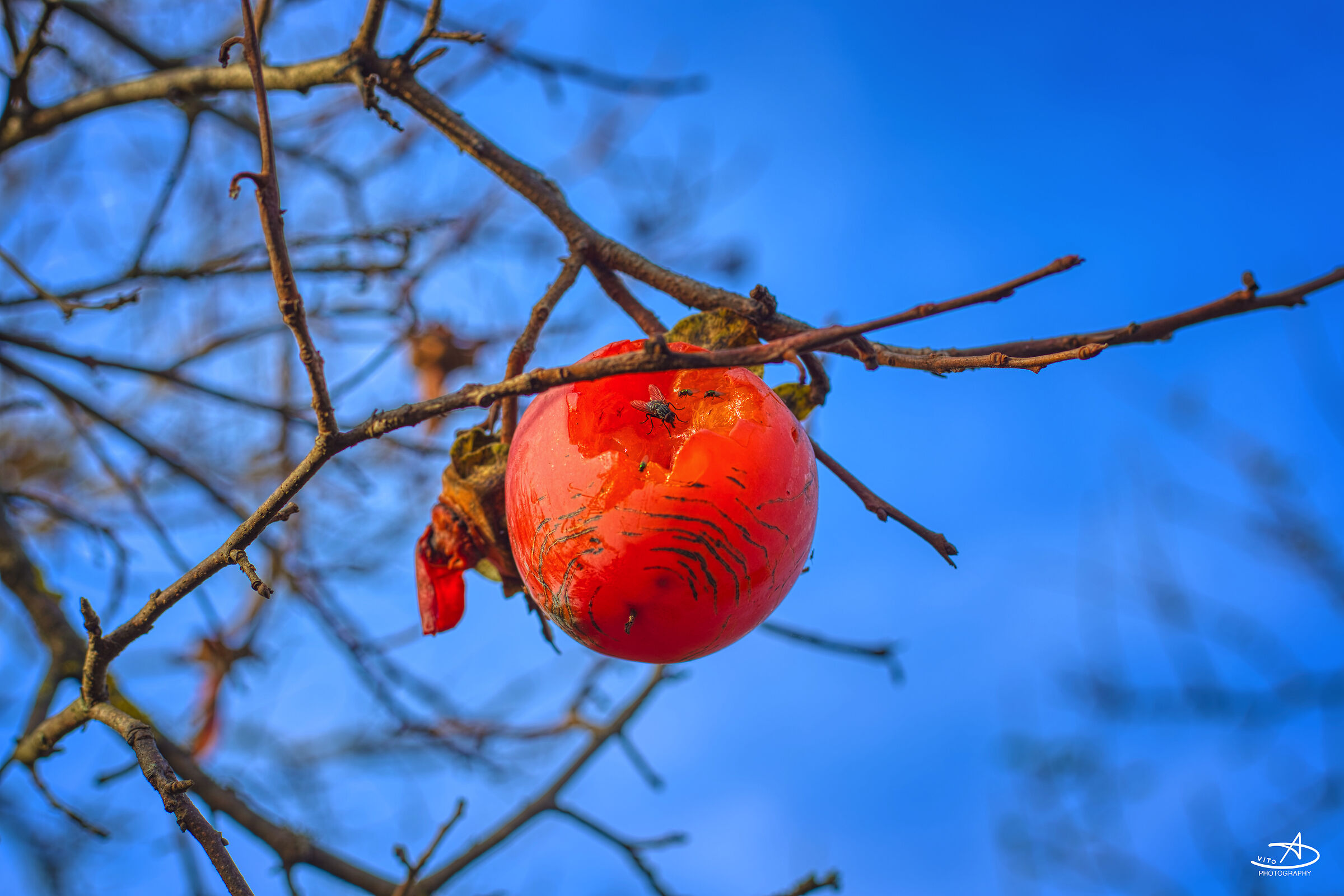 The fly does not always rest on the c....