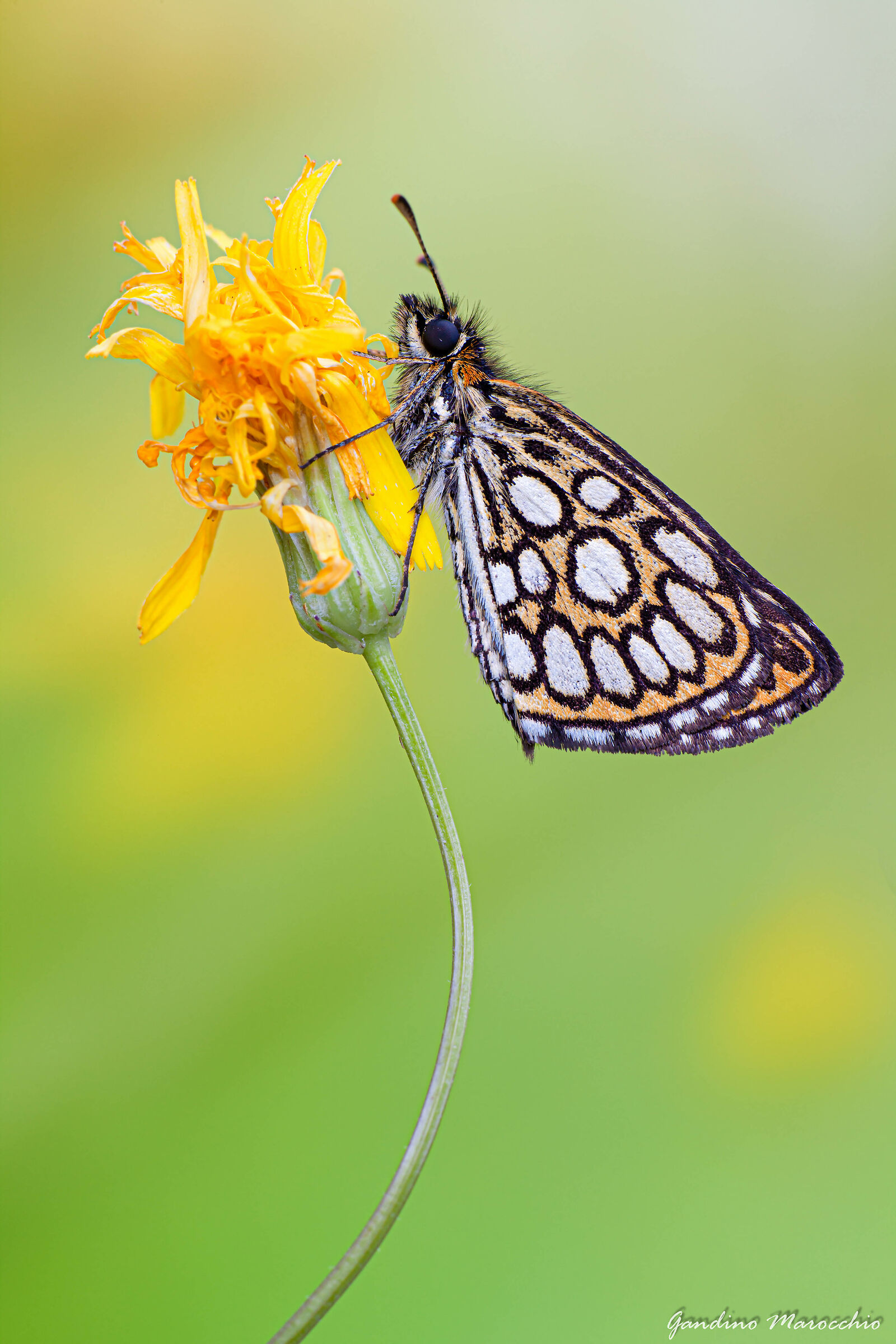 Heteropterus Morpheus