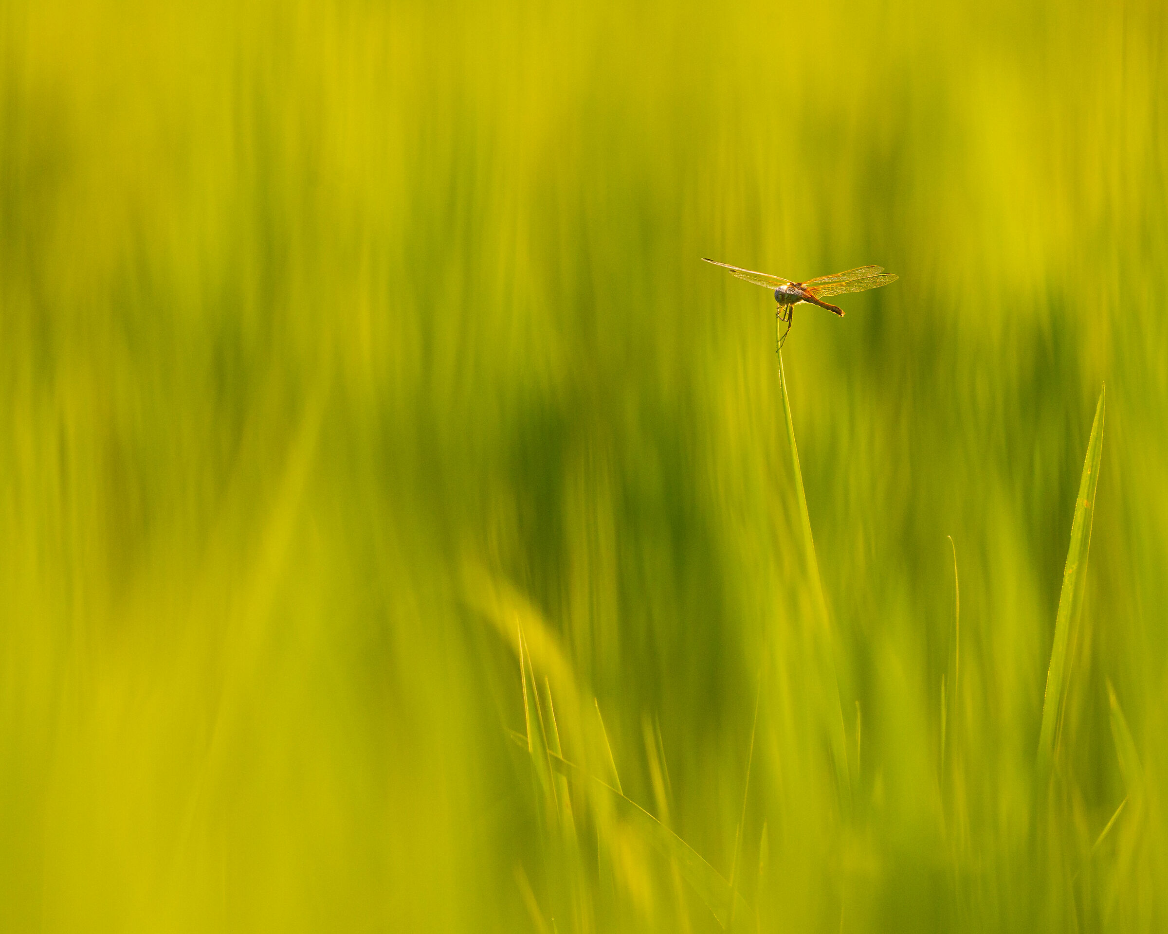 Al tramonto nella risaia