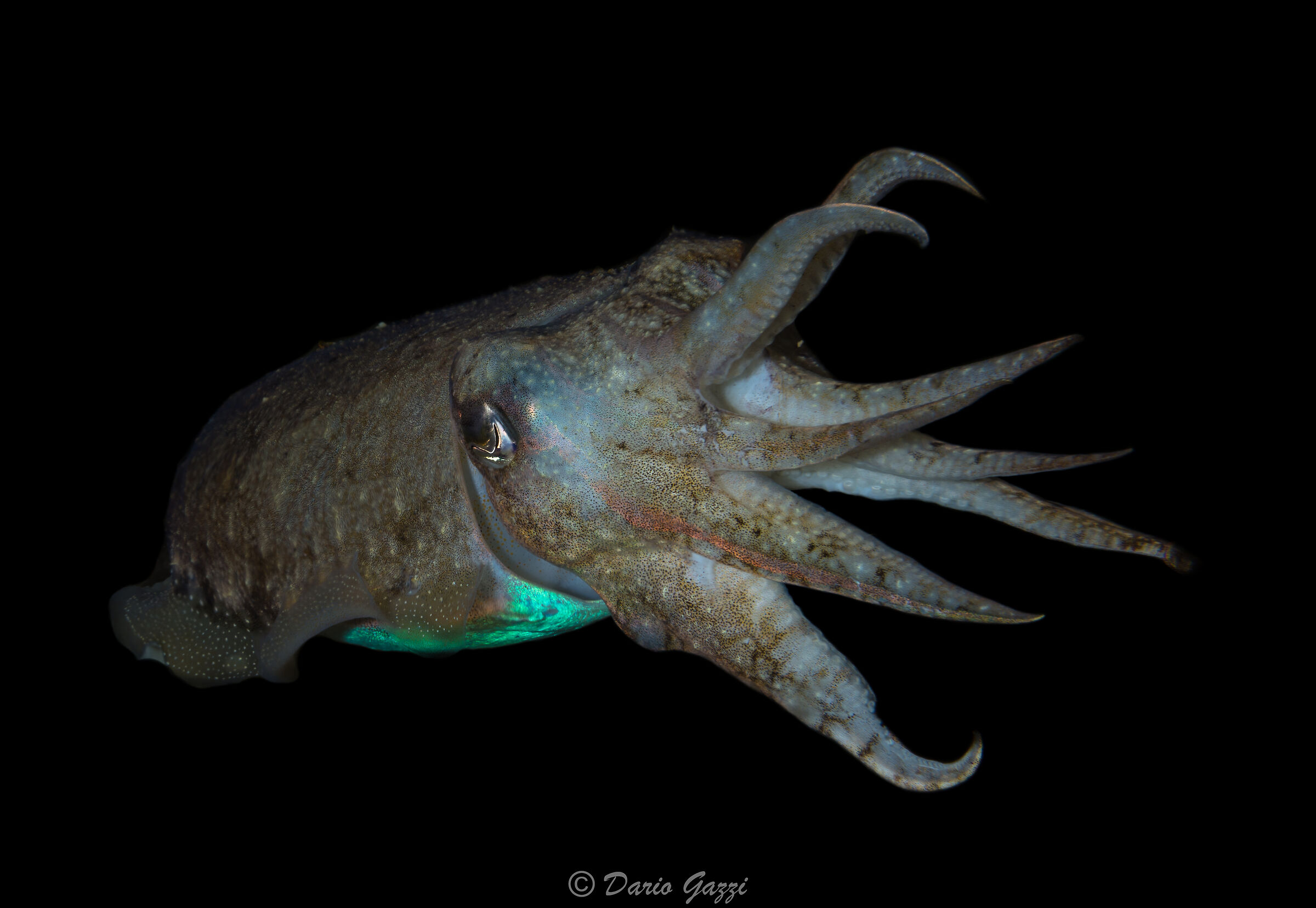 Cuttlefish by night