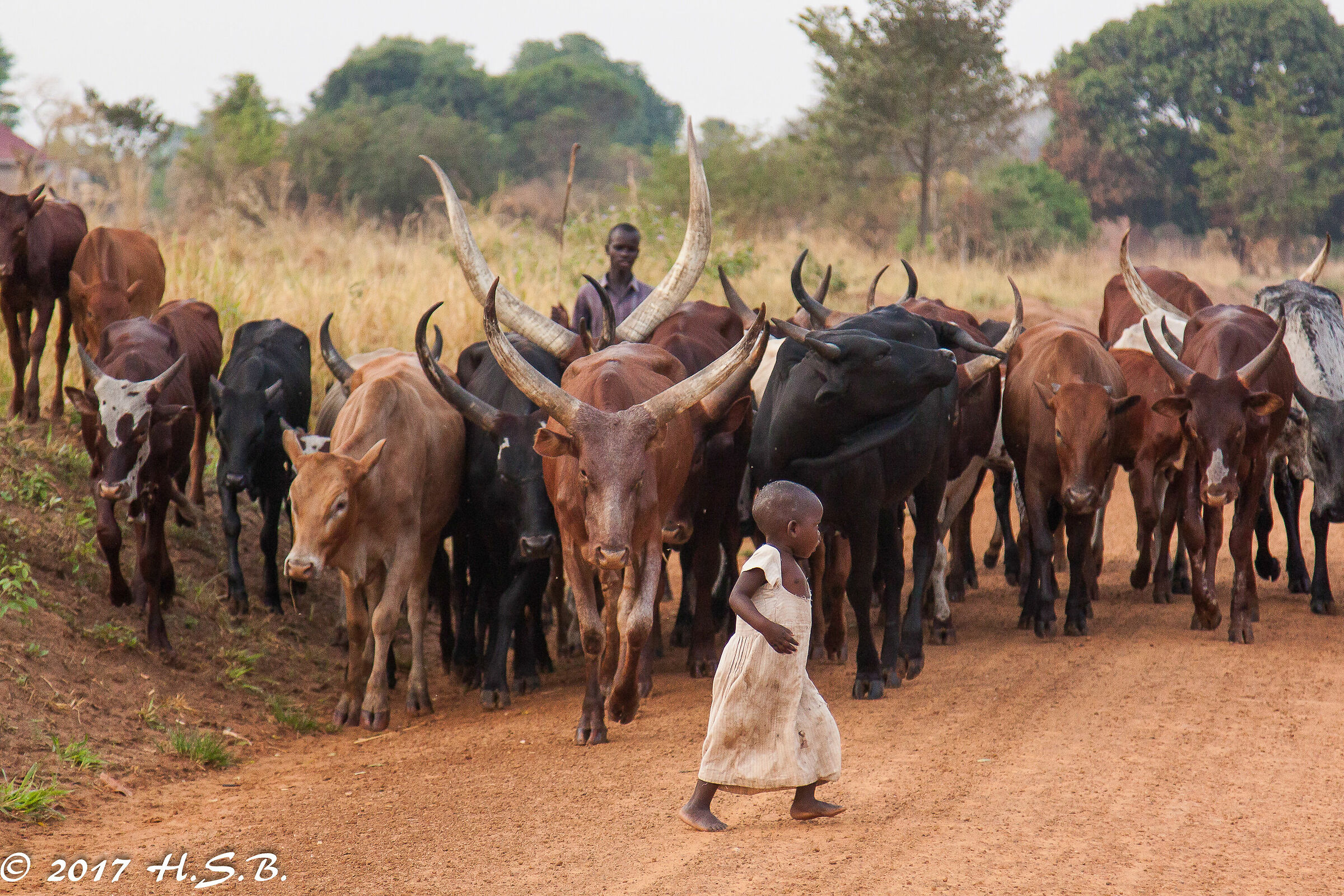 pericolo sulla strada