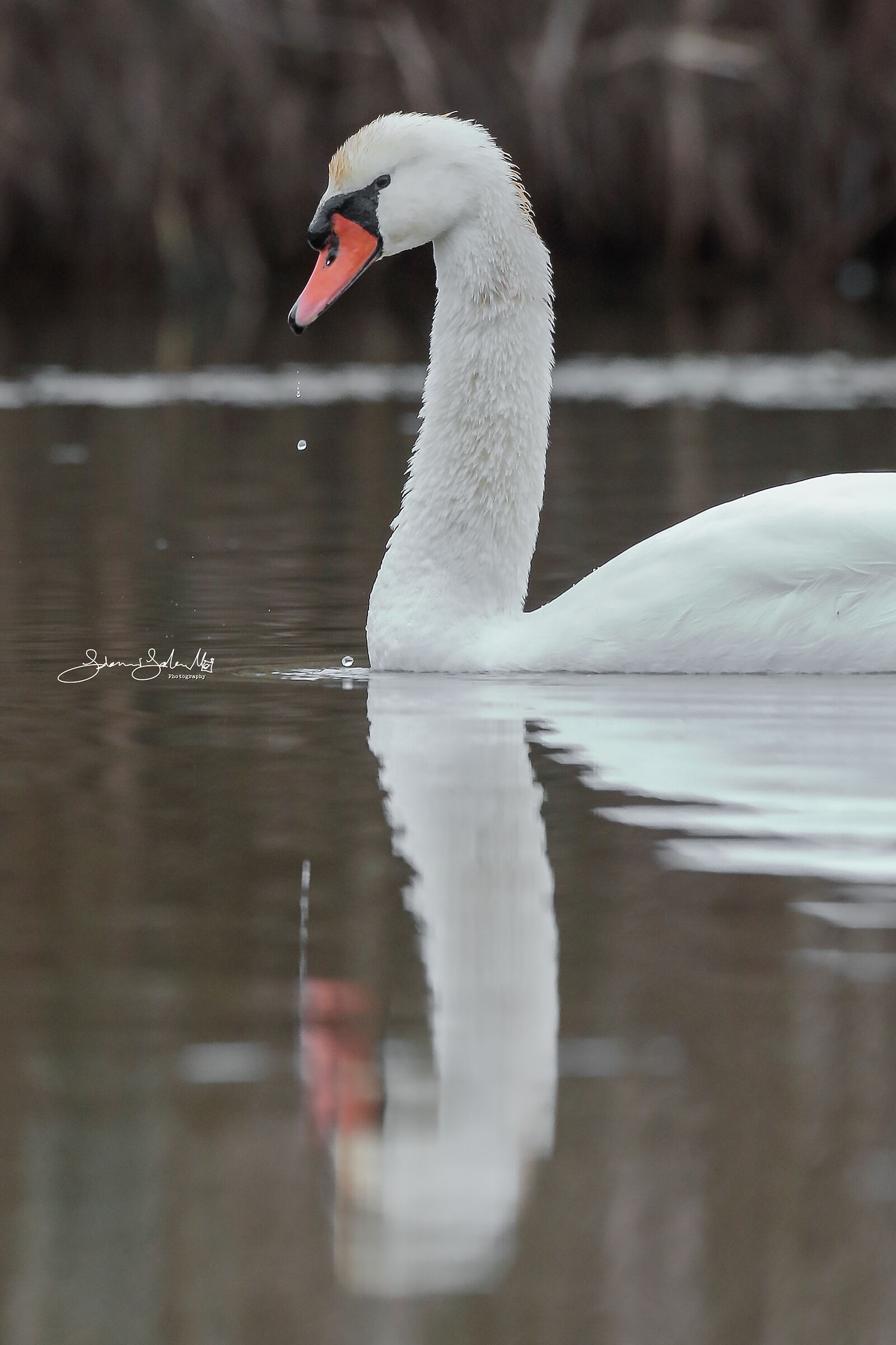 Drops of water (Cygnus olor, Gmelin, 1789)
