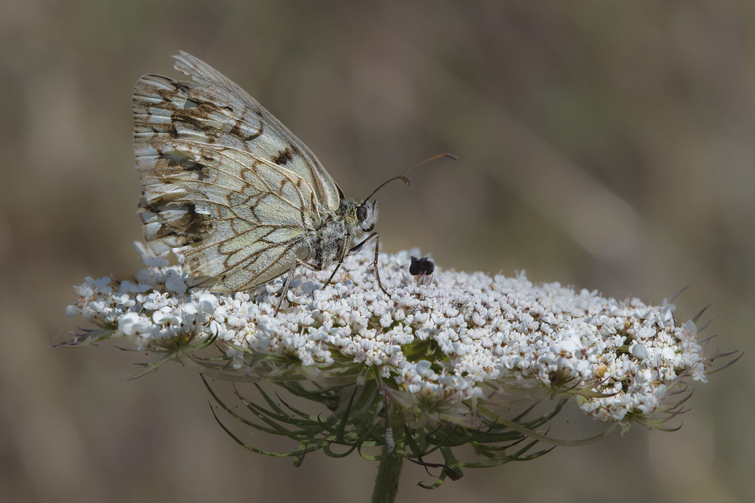 Melanargia galathea