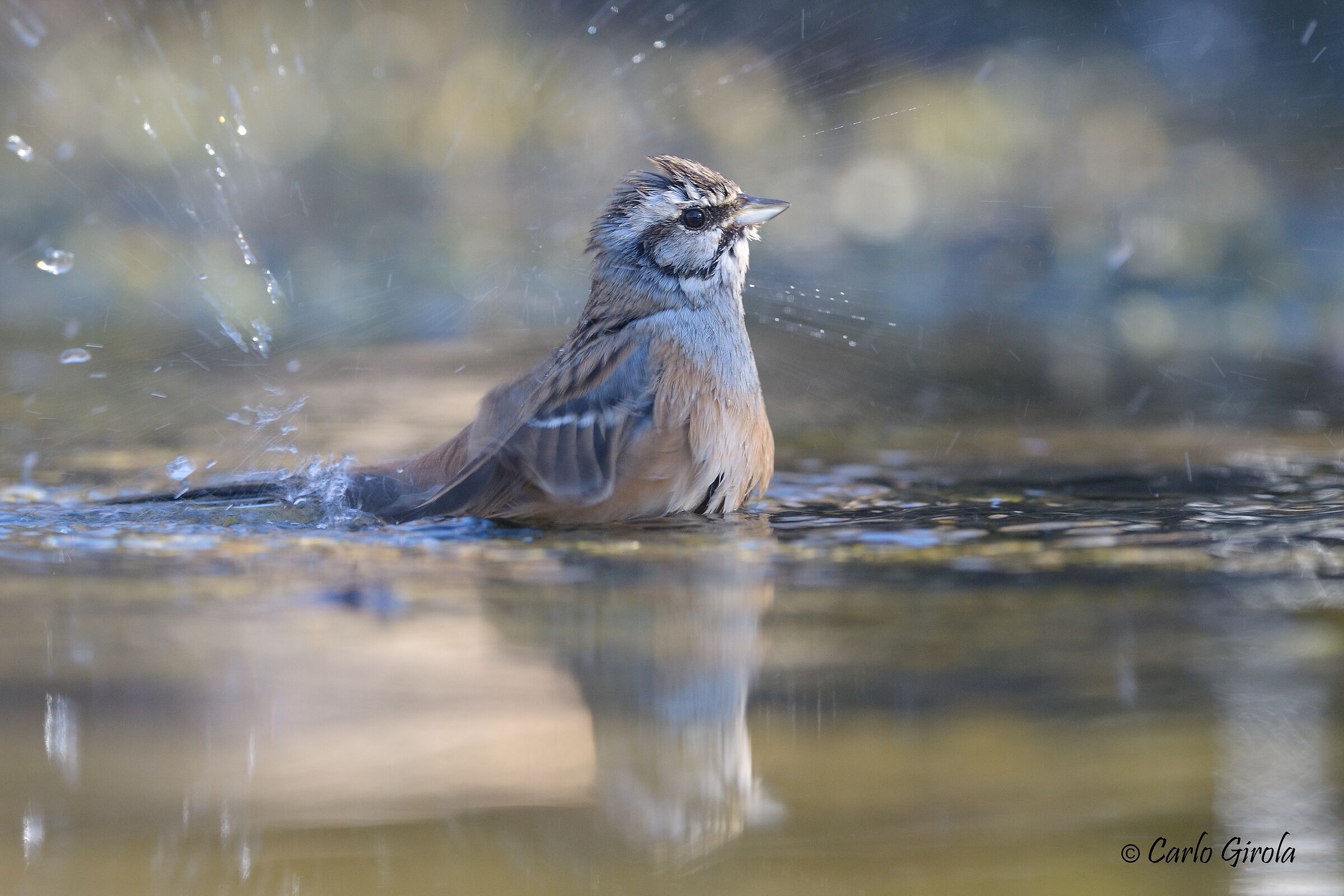 Zigolo muciatto (Emberiza cia)