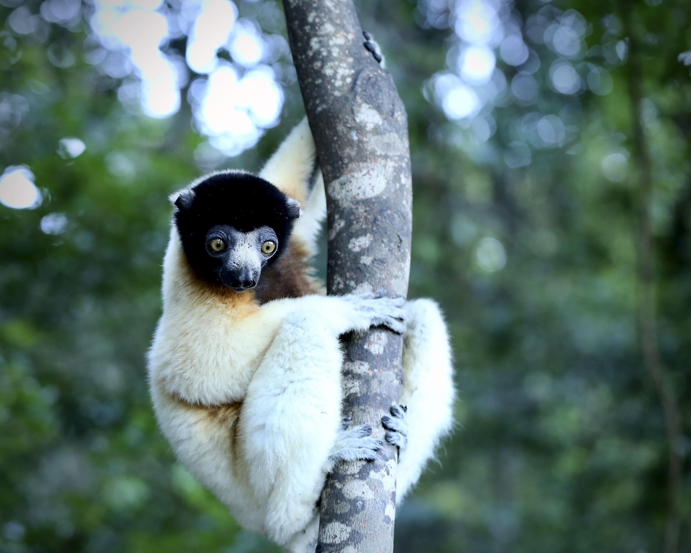 Lemore madagascar