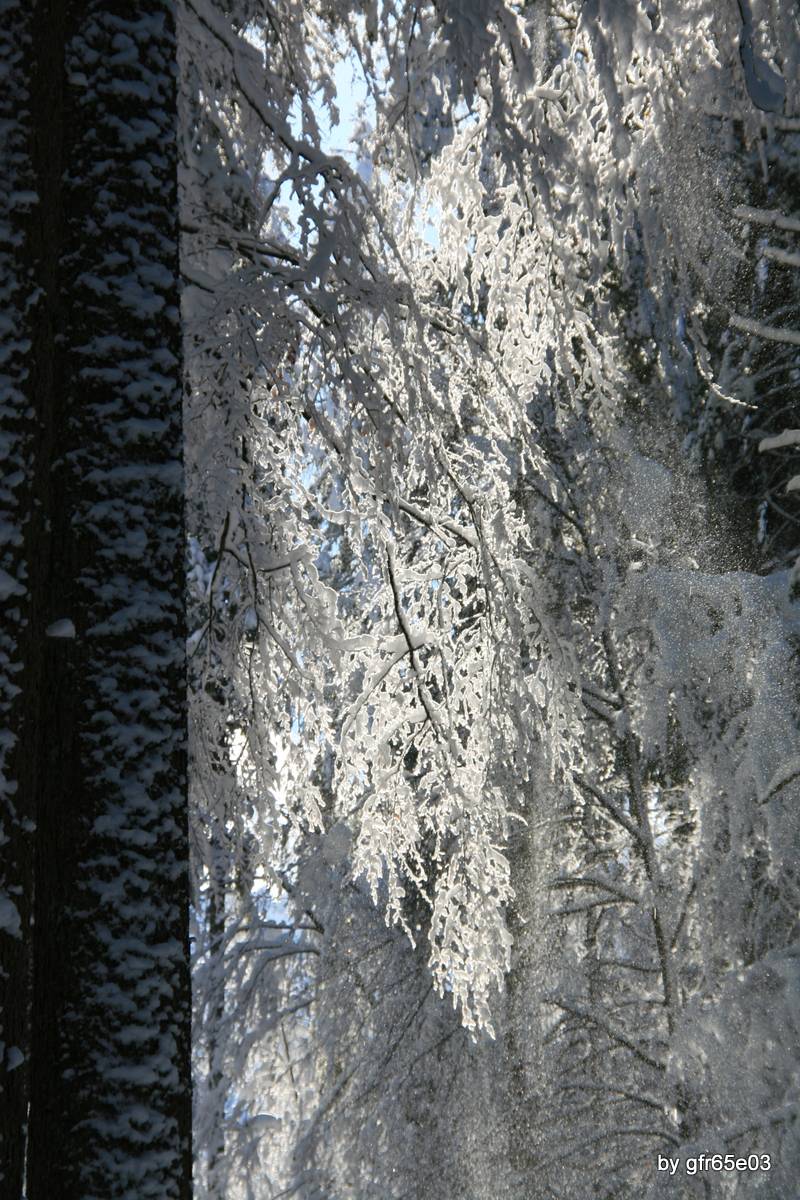 dentro la foresta ...