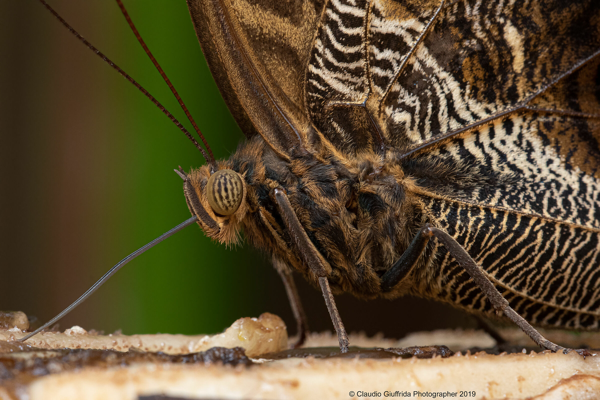 Caligo eurilochus