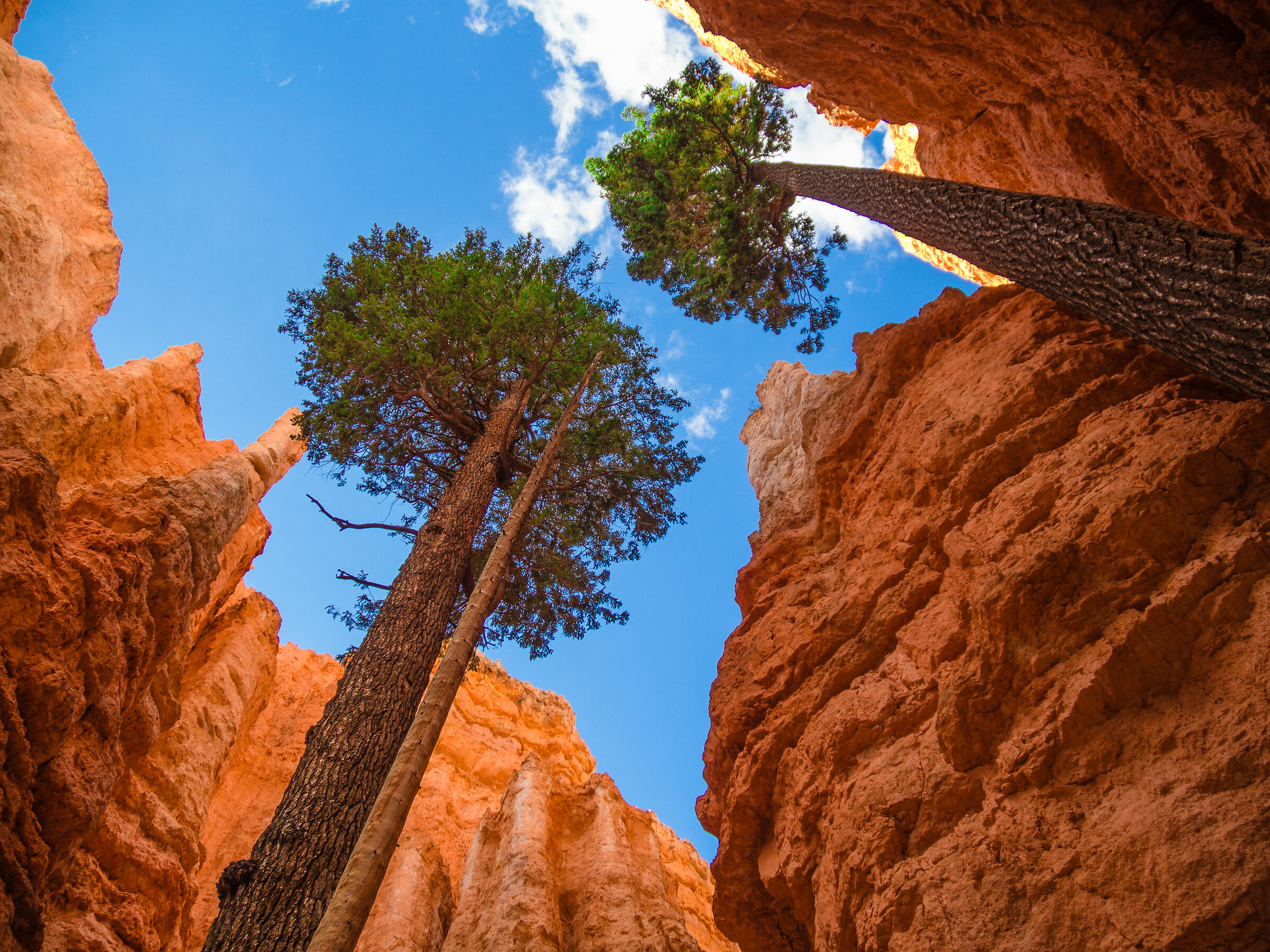 Bryce