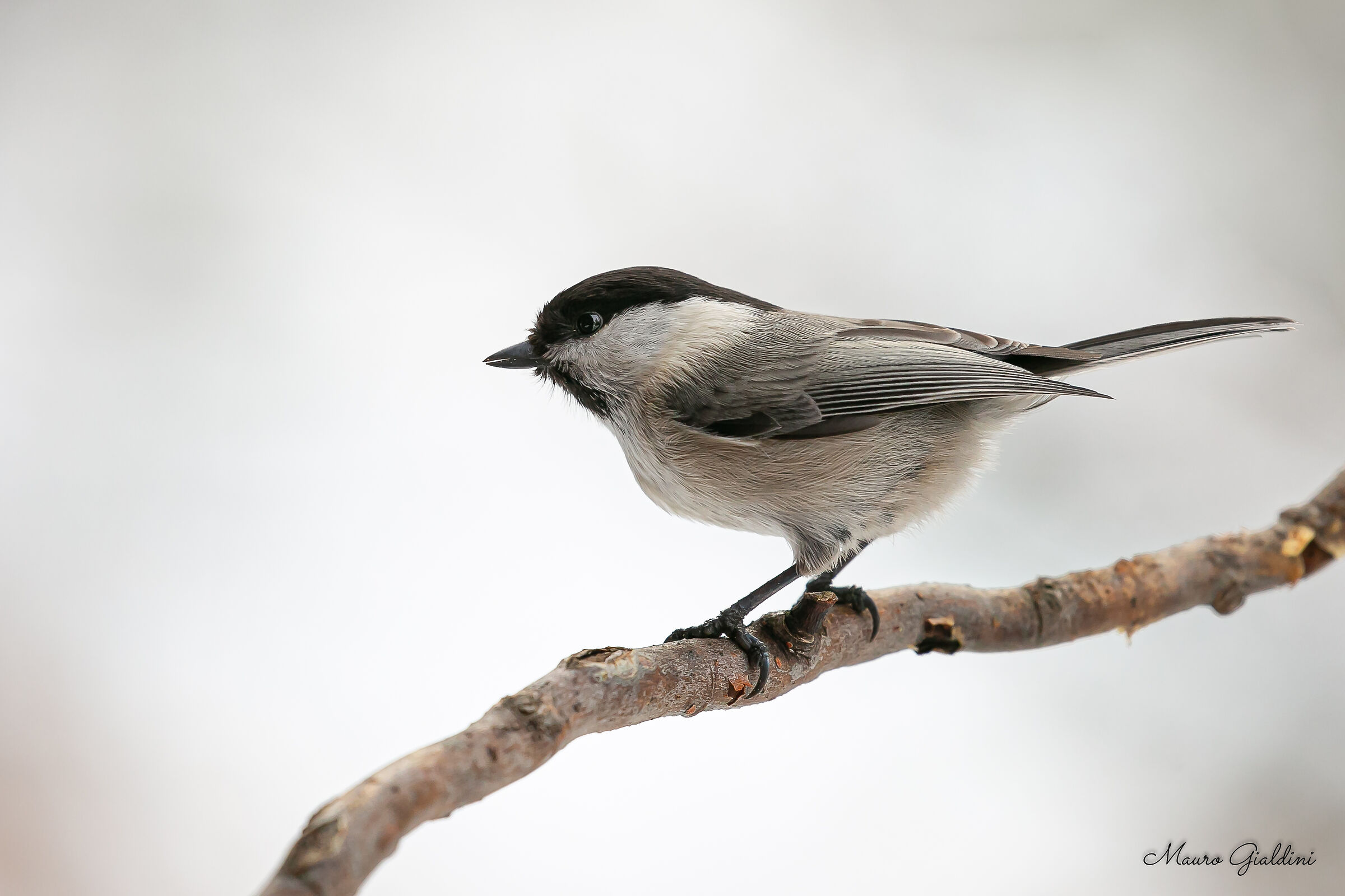 La Cincia alpestre (Poecile montanus)