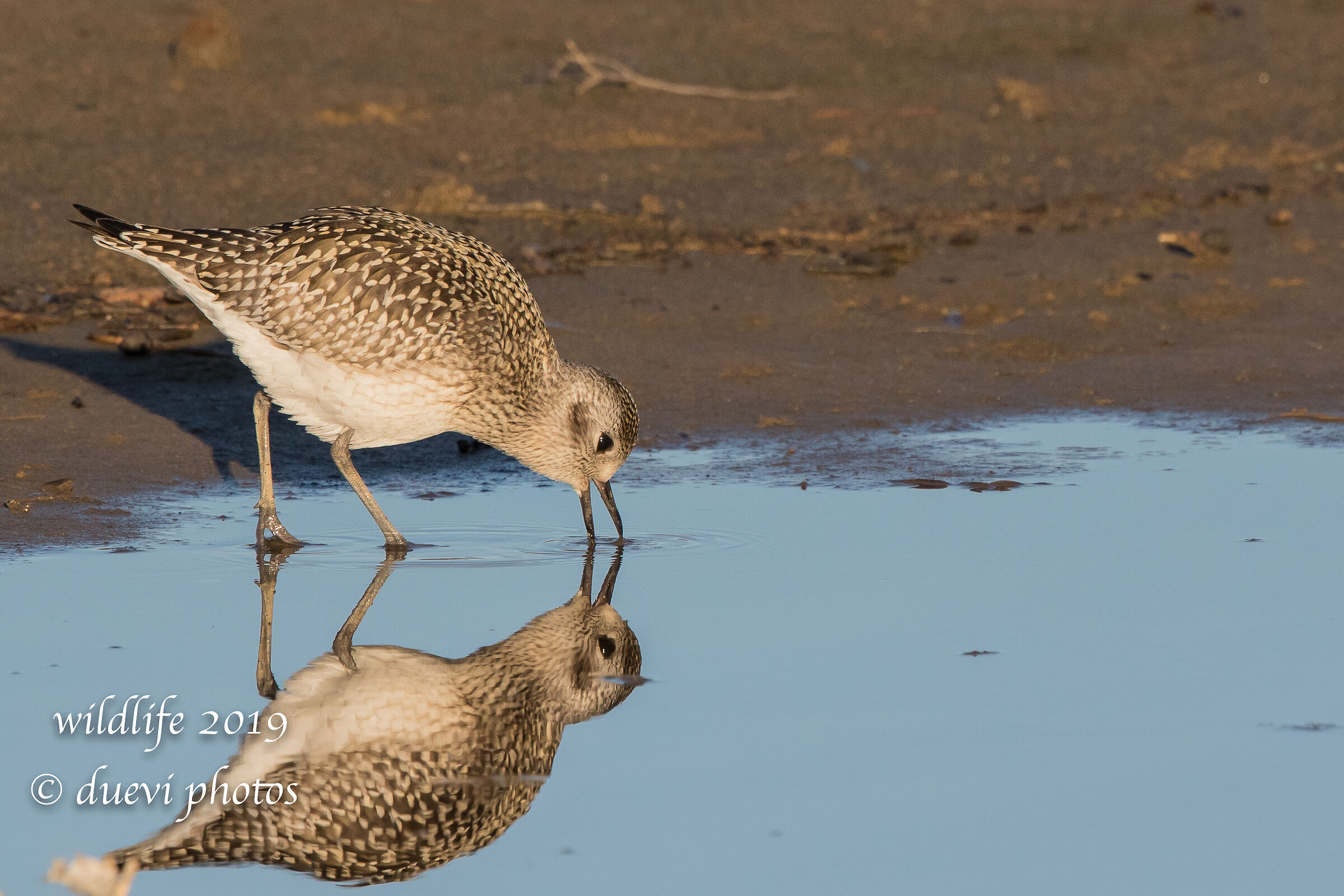 Pivieressa - Pluvialis squatarola