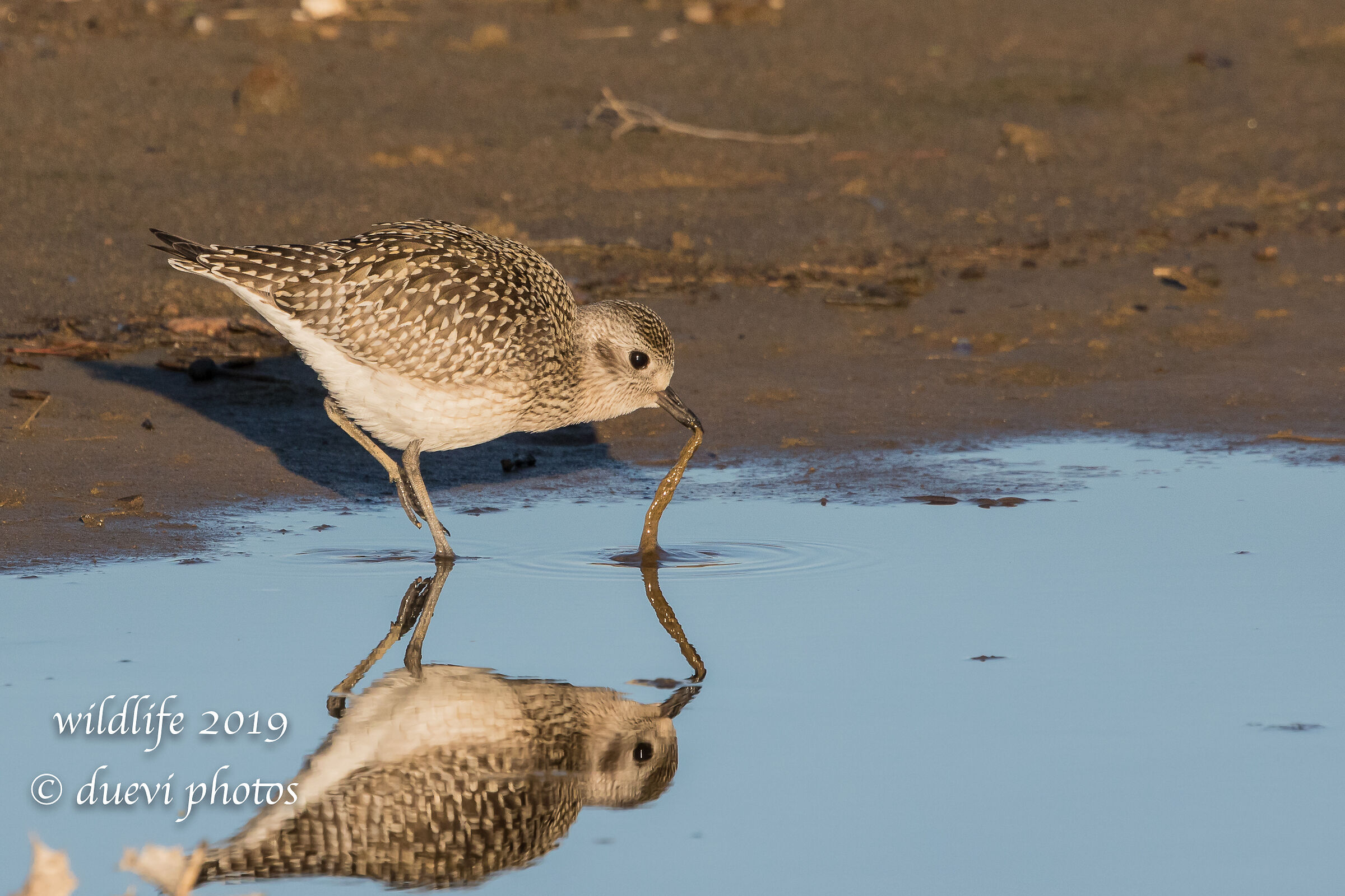 Pivieressa - Pluvialis squatarola
