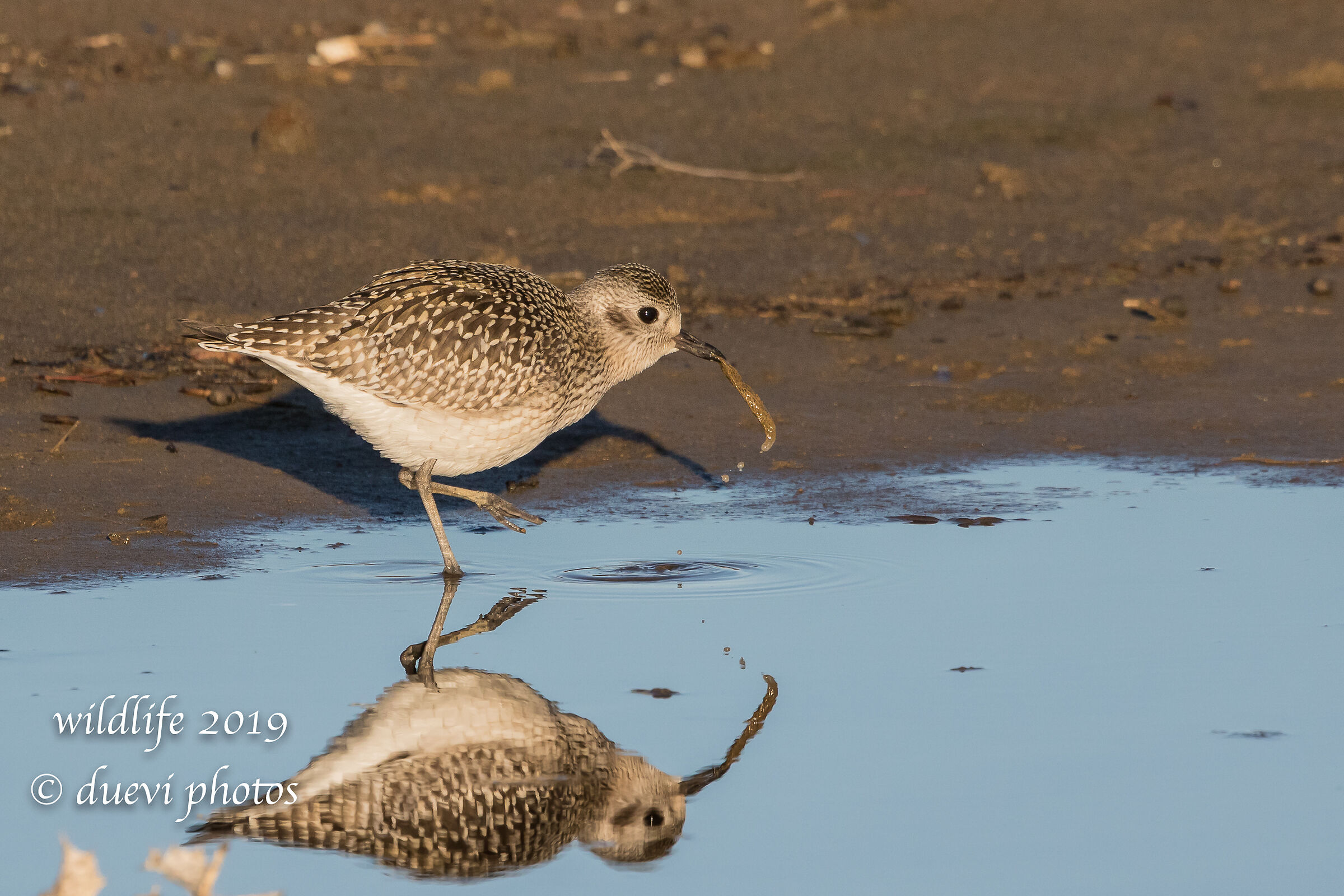 Pivieressa - Pluvialis squatarola