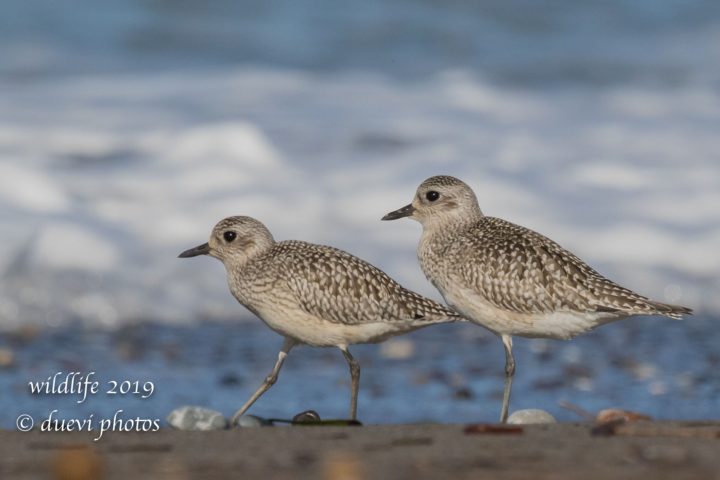 Pivieressa - Pluvialis squatarola