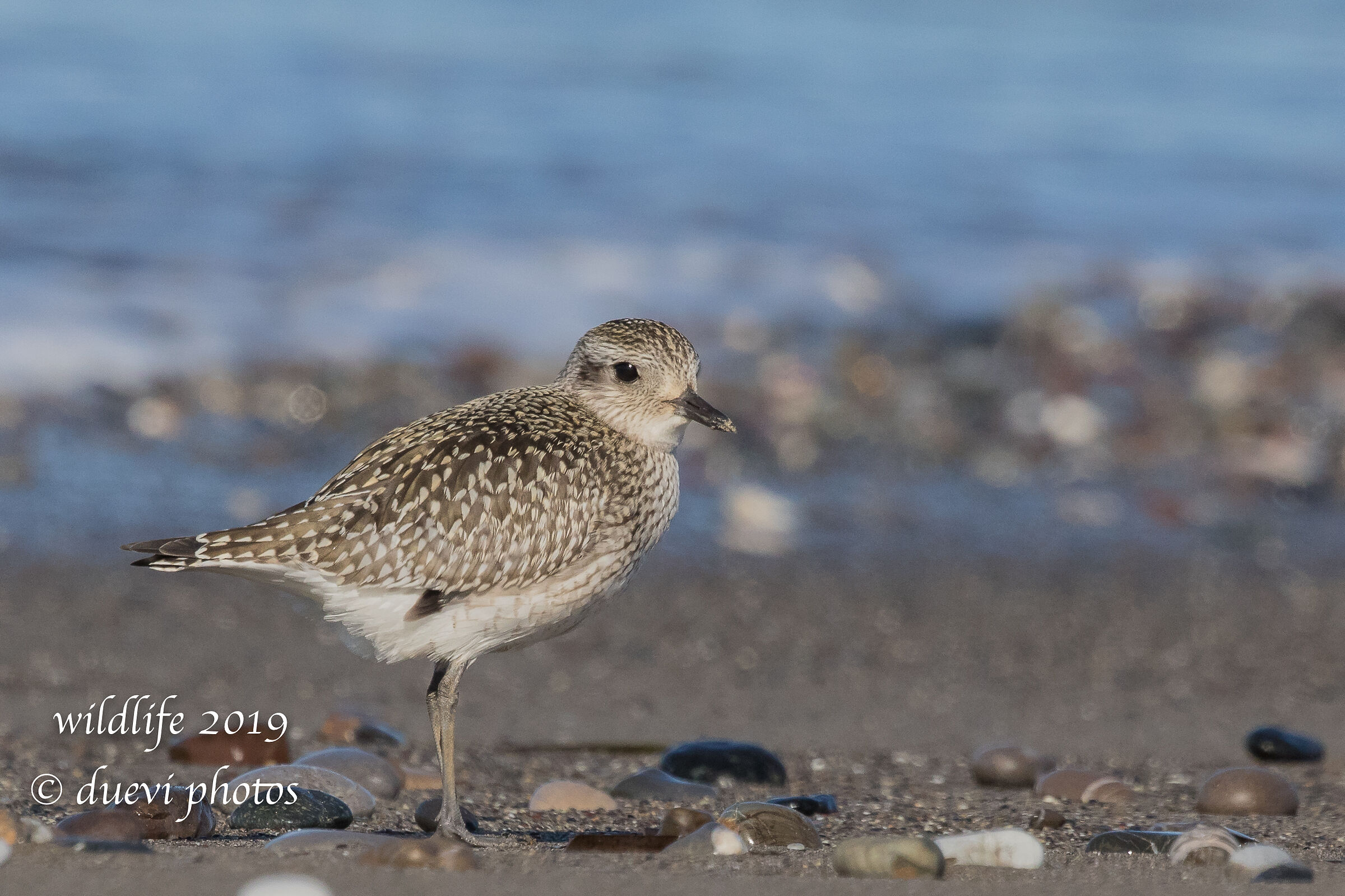 Pivieressa - Pluvialis squatarola