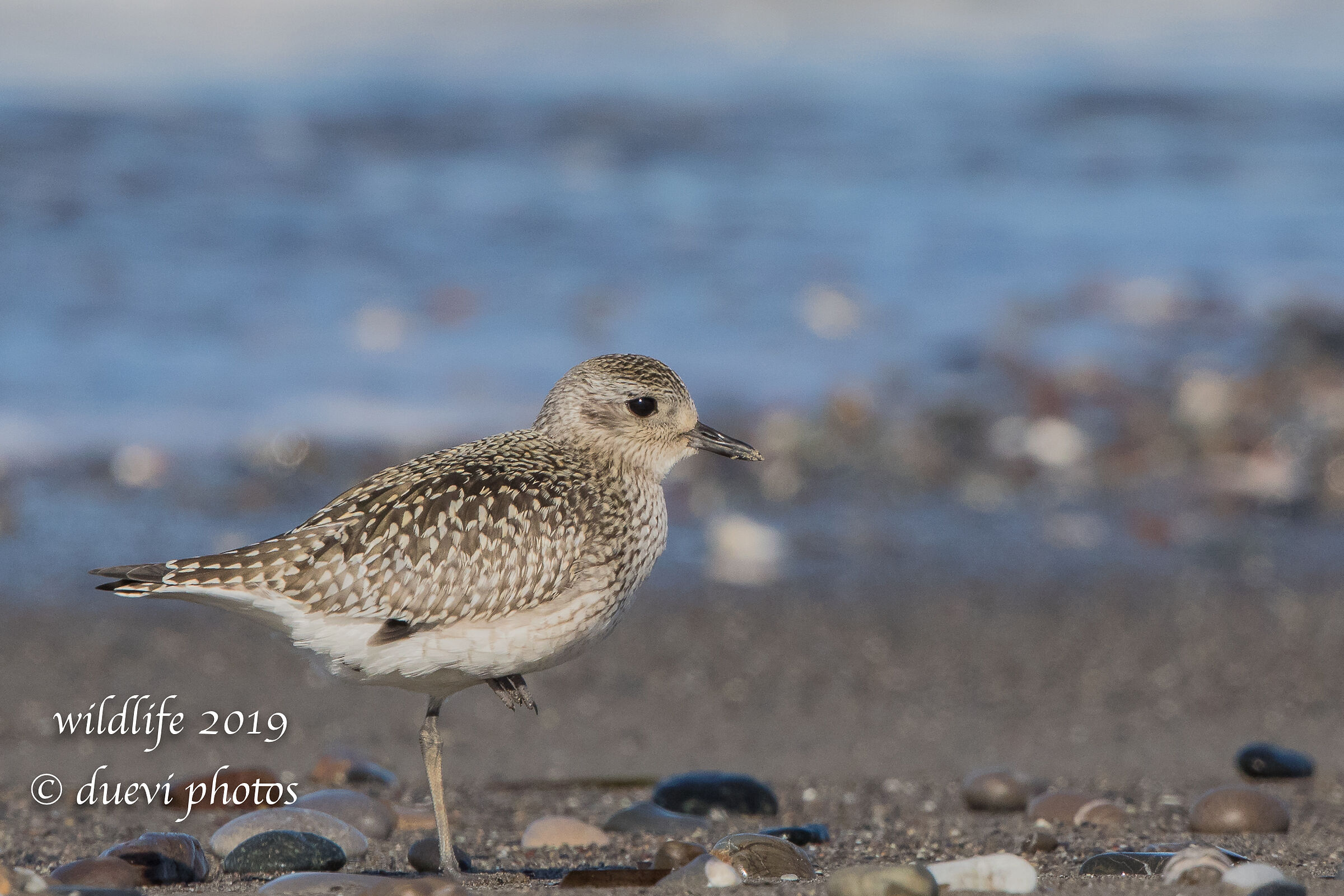 Pivieressa - Pluvialis squatarola