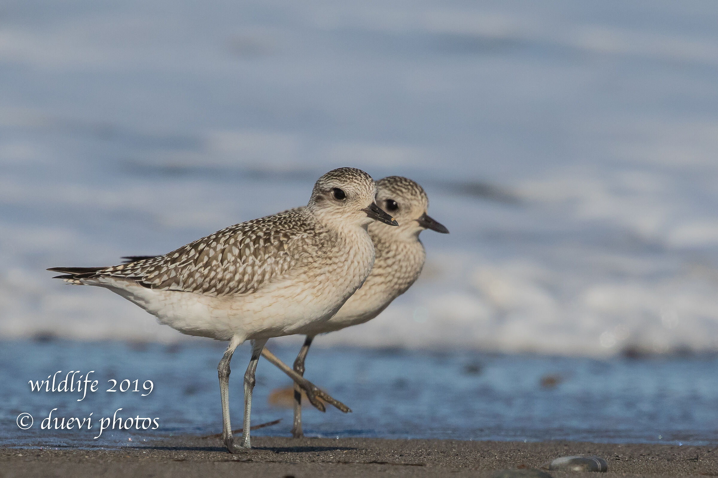 Pivieressa - Pluvialis squatarola