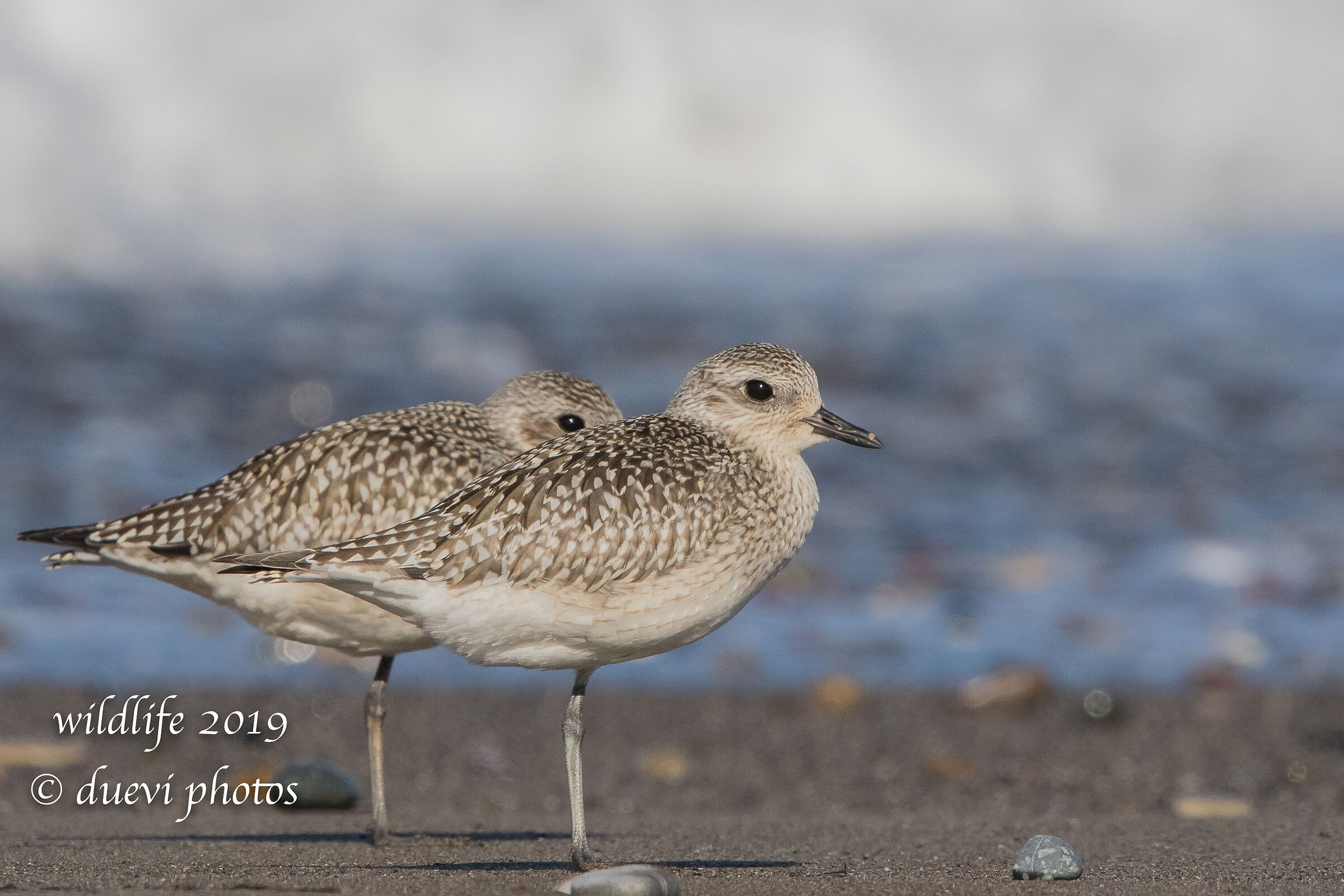 Pivieressa - Pluvialis squatarola