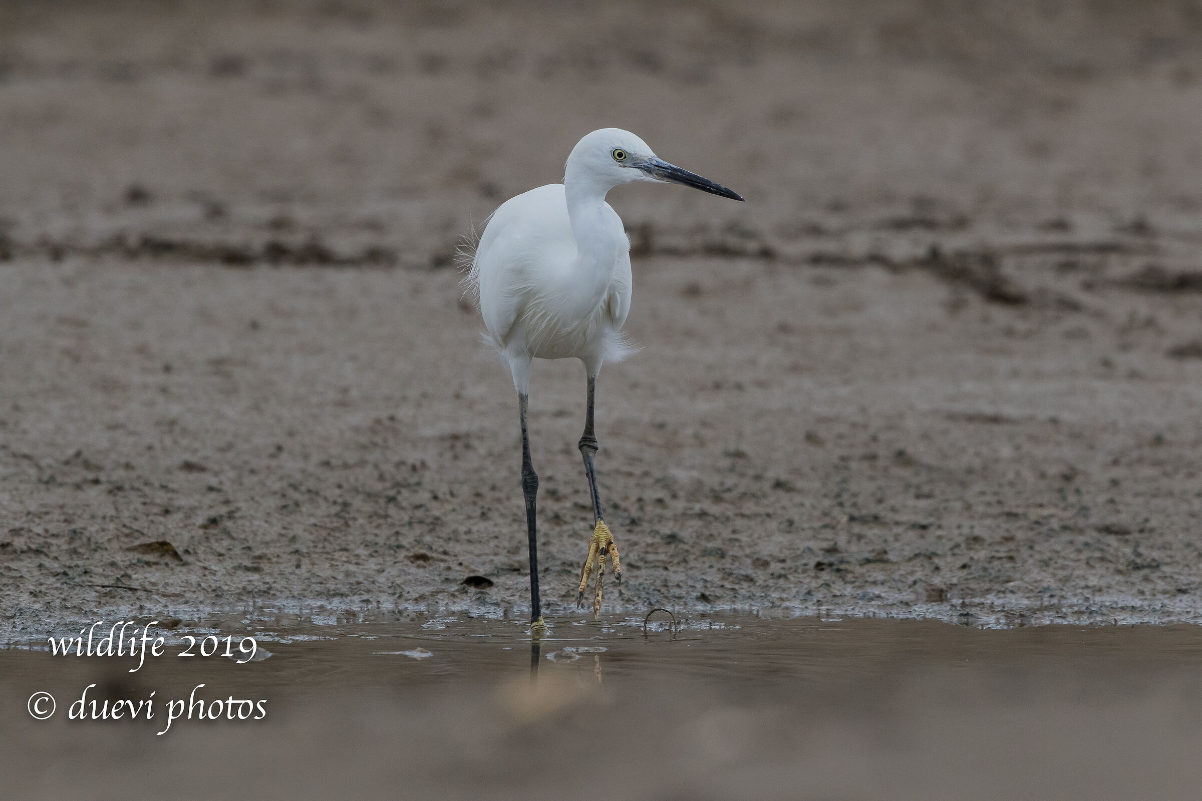 Ezetta - Egretta egrets