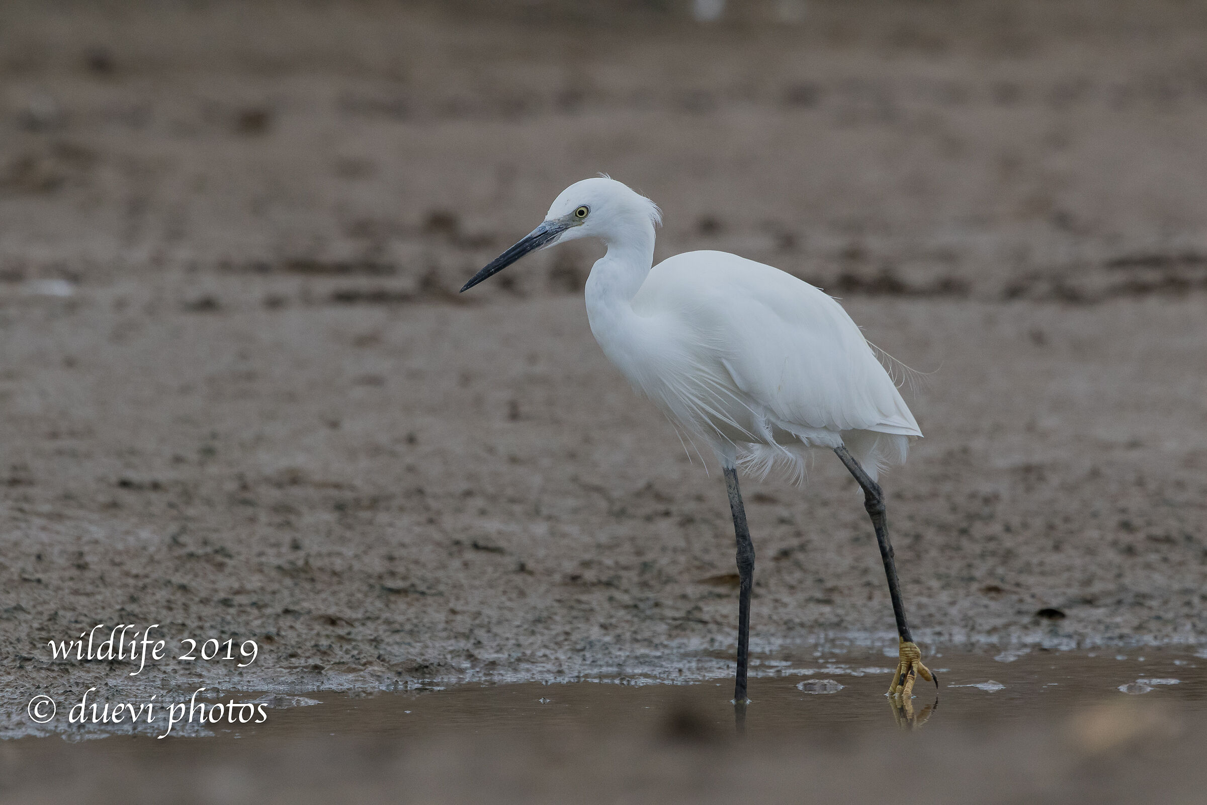 Ezetta - Egretta egrets