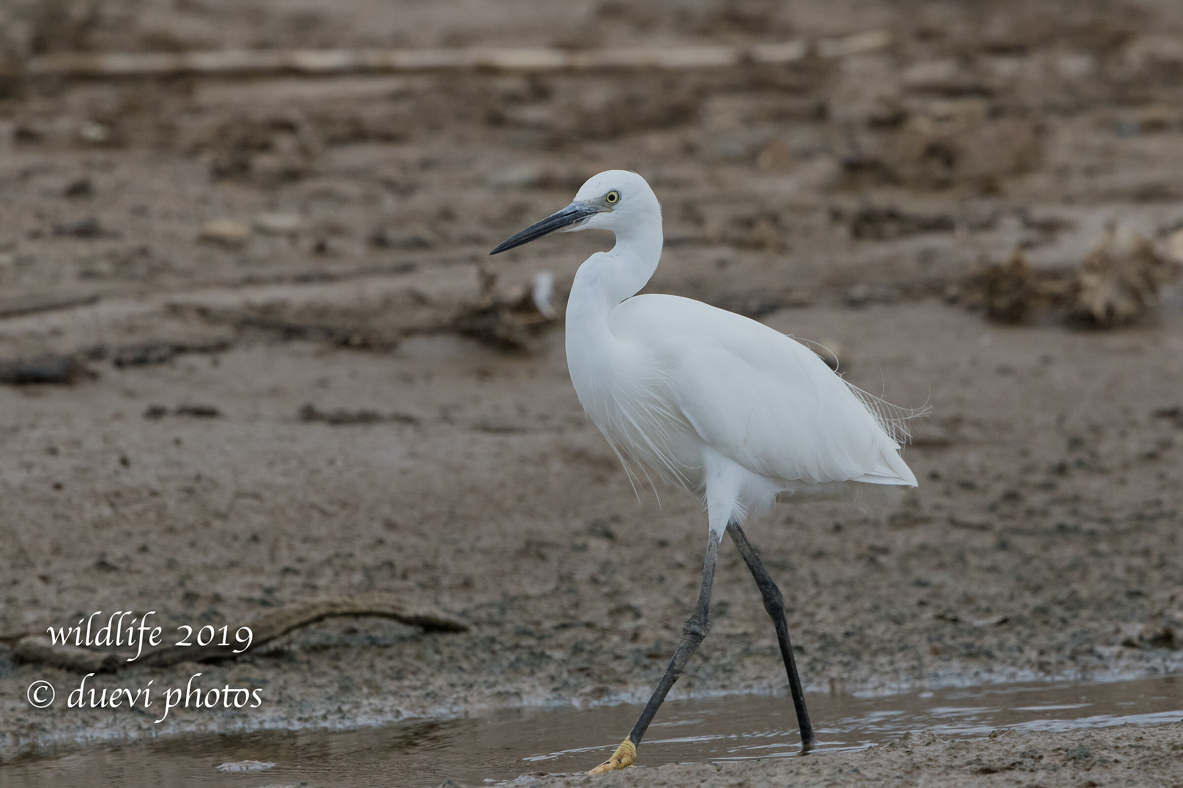 Ezetta - Egretta egrets