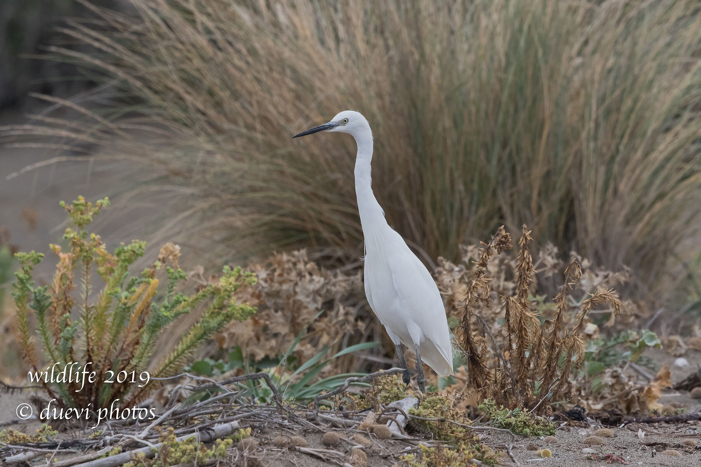 Ezetta - Egretta egrets