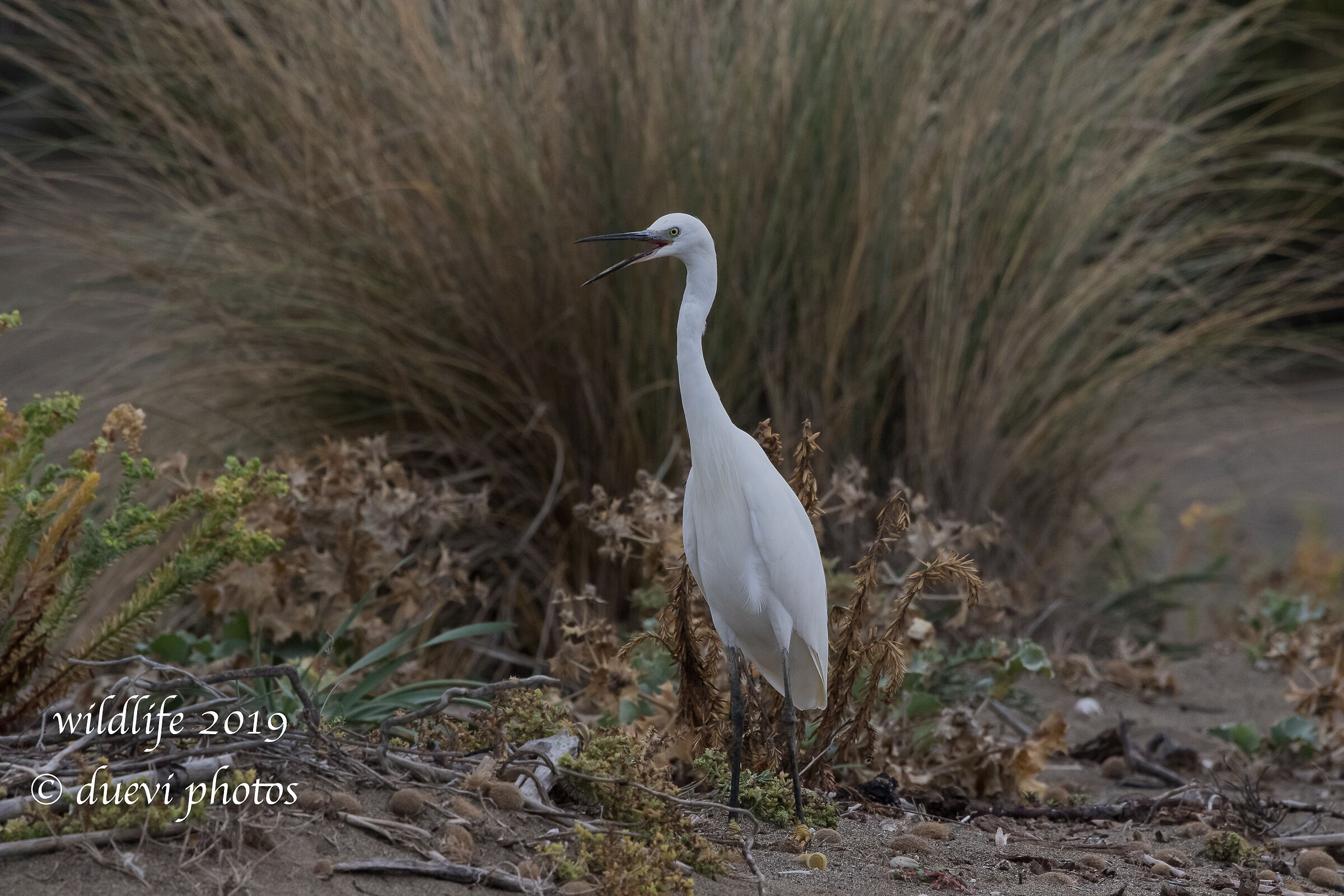 Ezetta - Egretta egrets