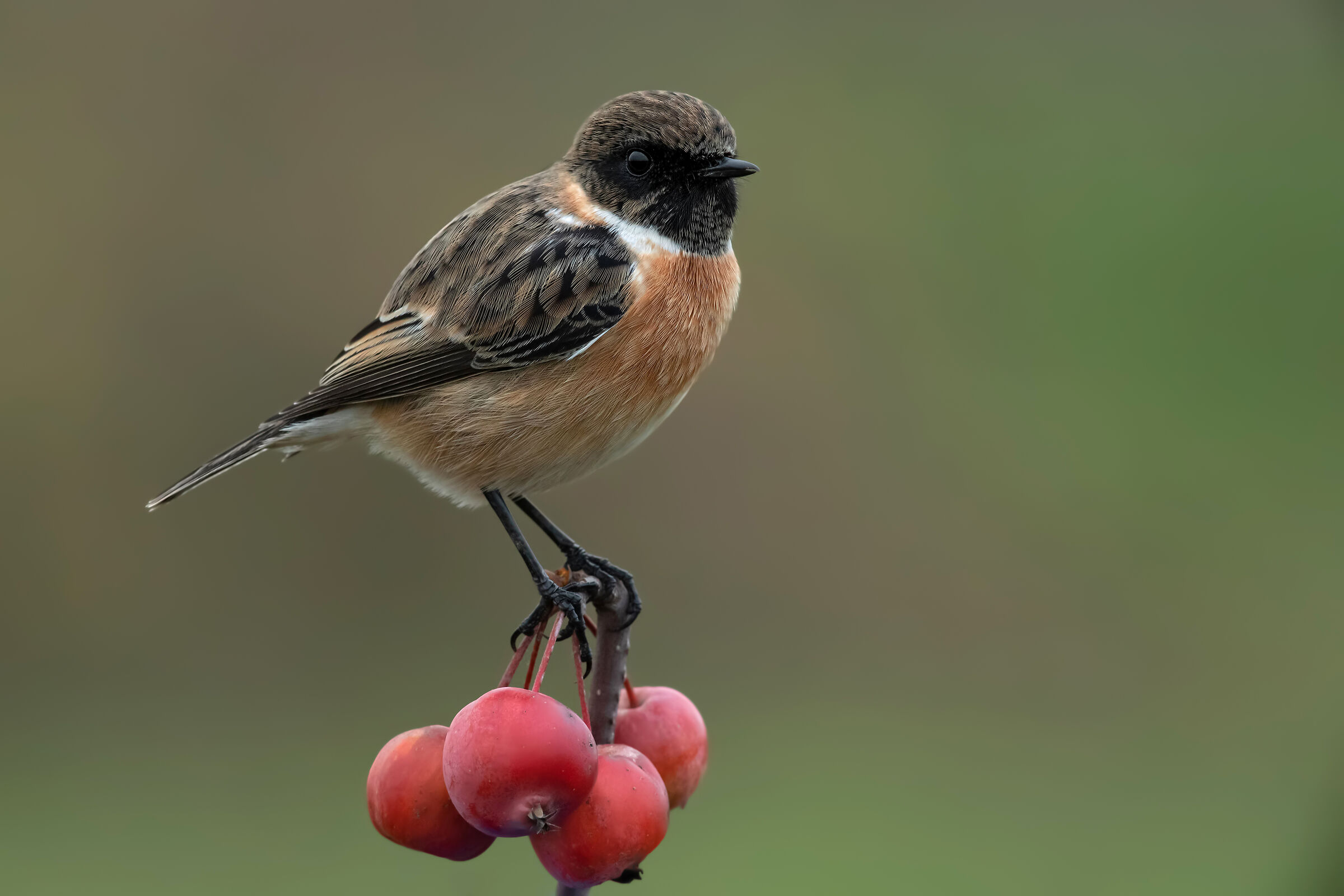 Saltimpalo - European Stonechat
