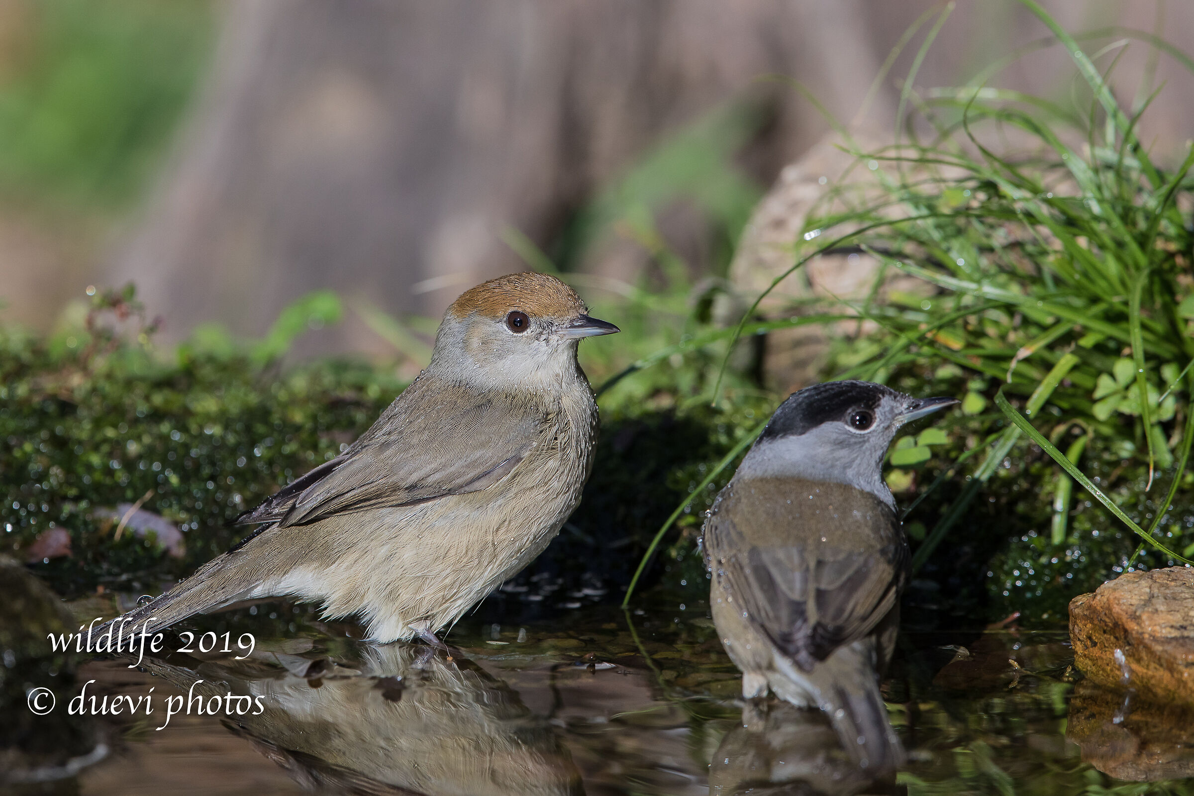 Capinera - Sylvia atricapilla