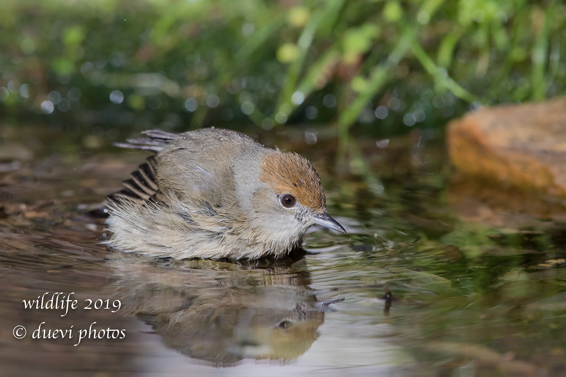 Capinera - Sylvia atricapilla (f)