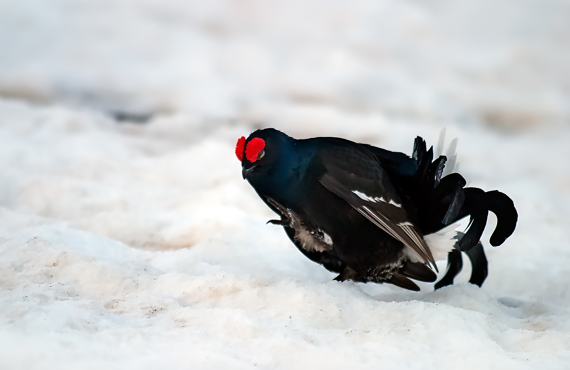 Mountain Pheasant