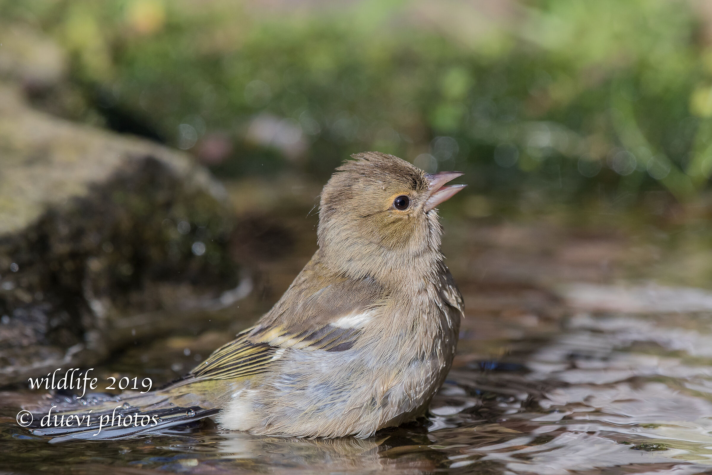 Finch - Fringilla Coelebs (f)