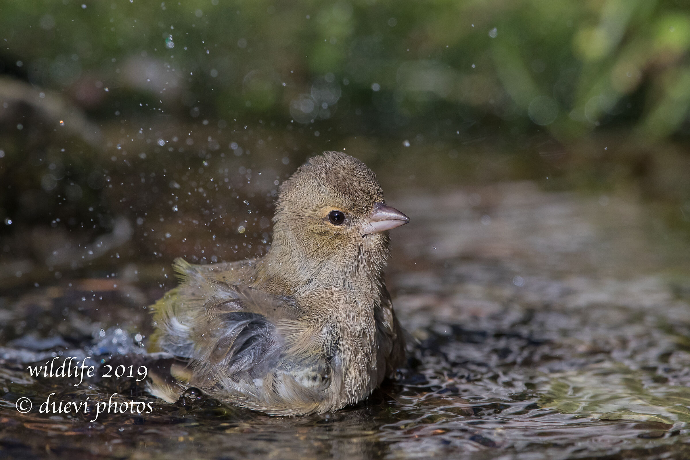 Finch - Fringilla Coelebs (f)